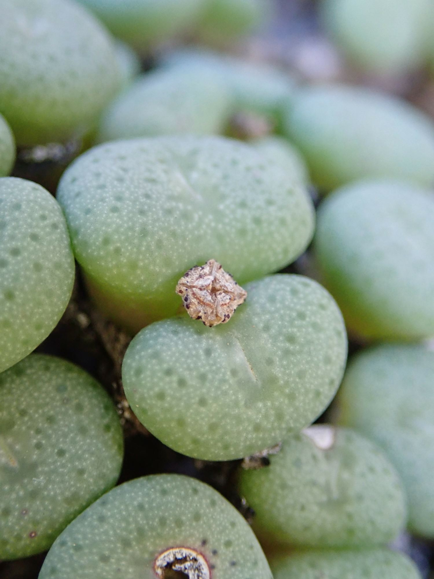 Image of Conophytum reconditum