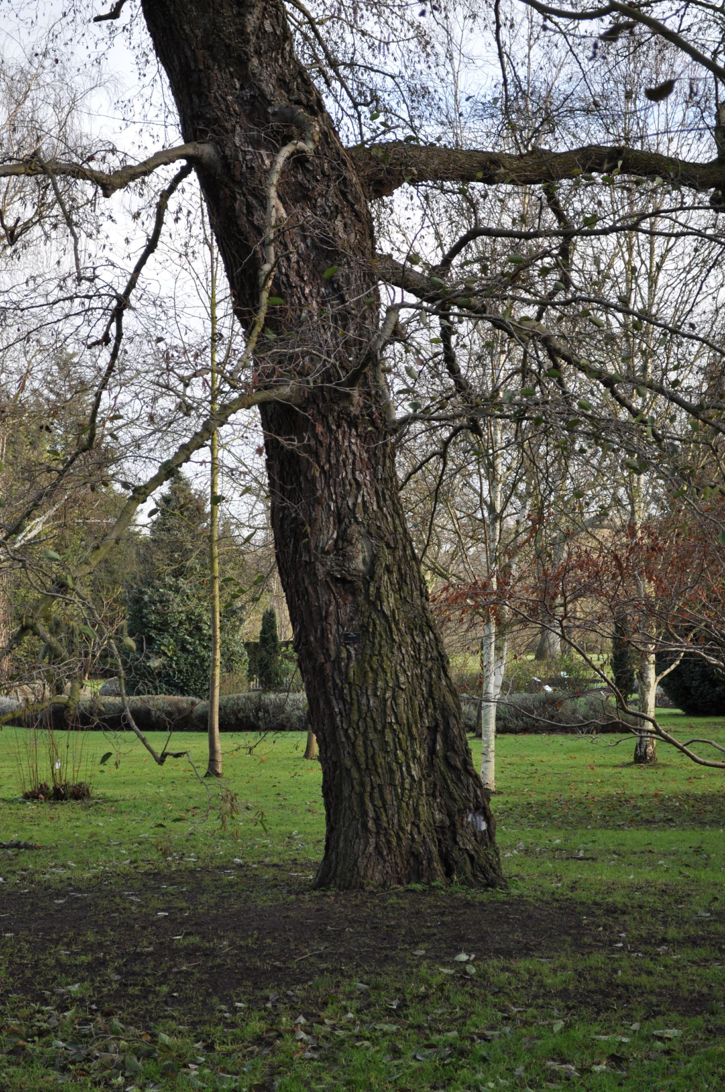 Image of Alnus subcordata