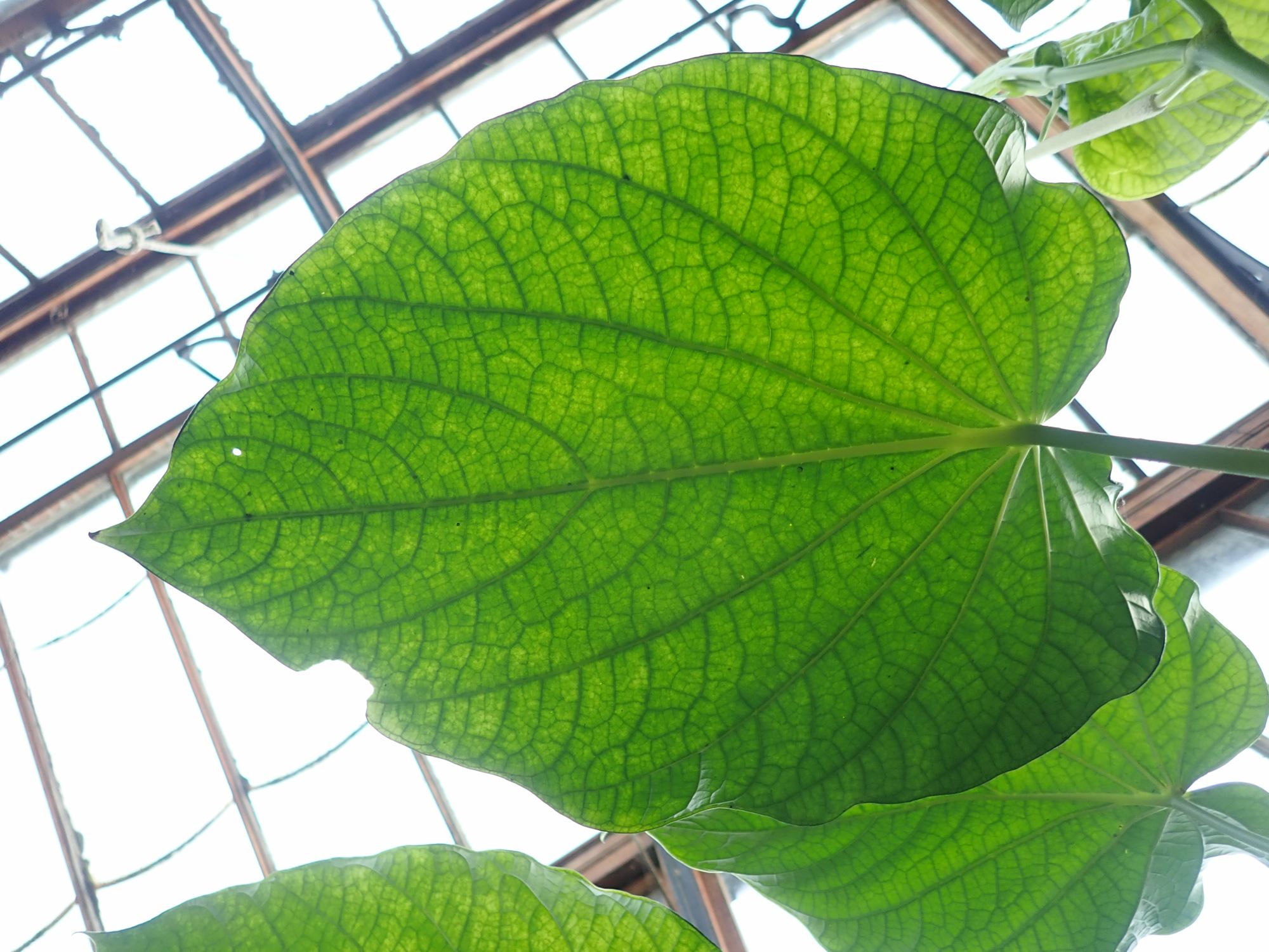 Image of Piper auritum