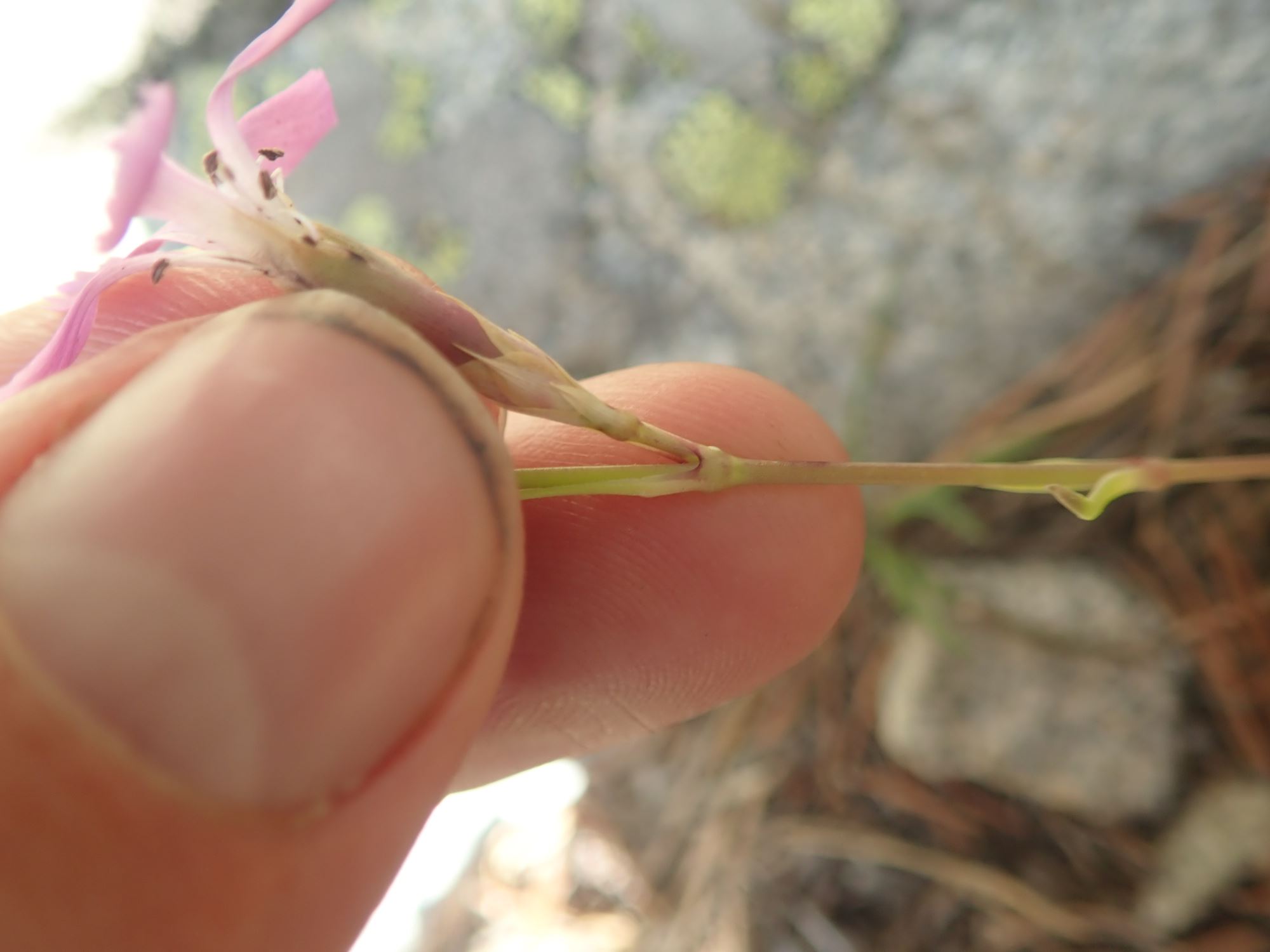 Image of Dianthus sp.