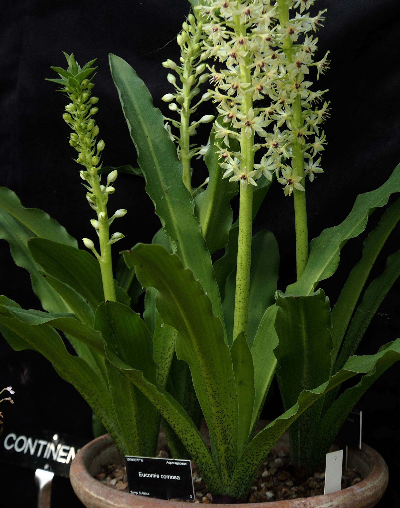 Image of Eucomis comosa