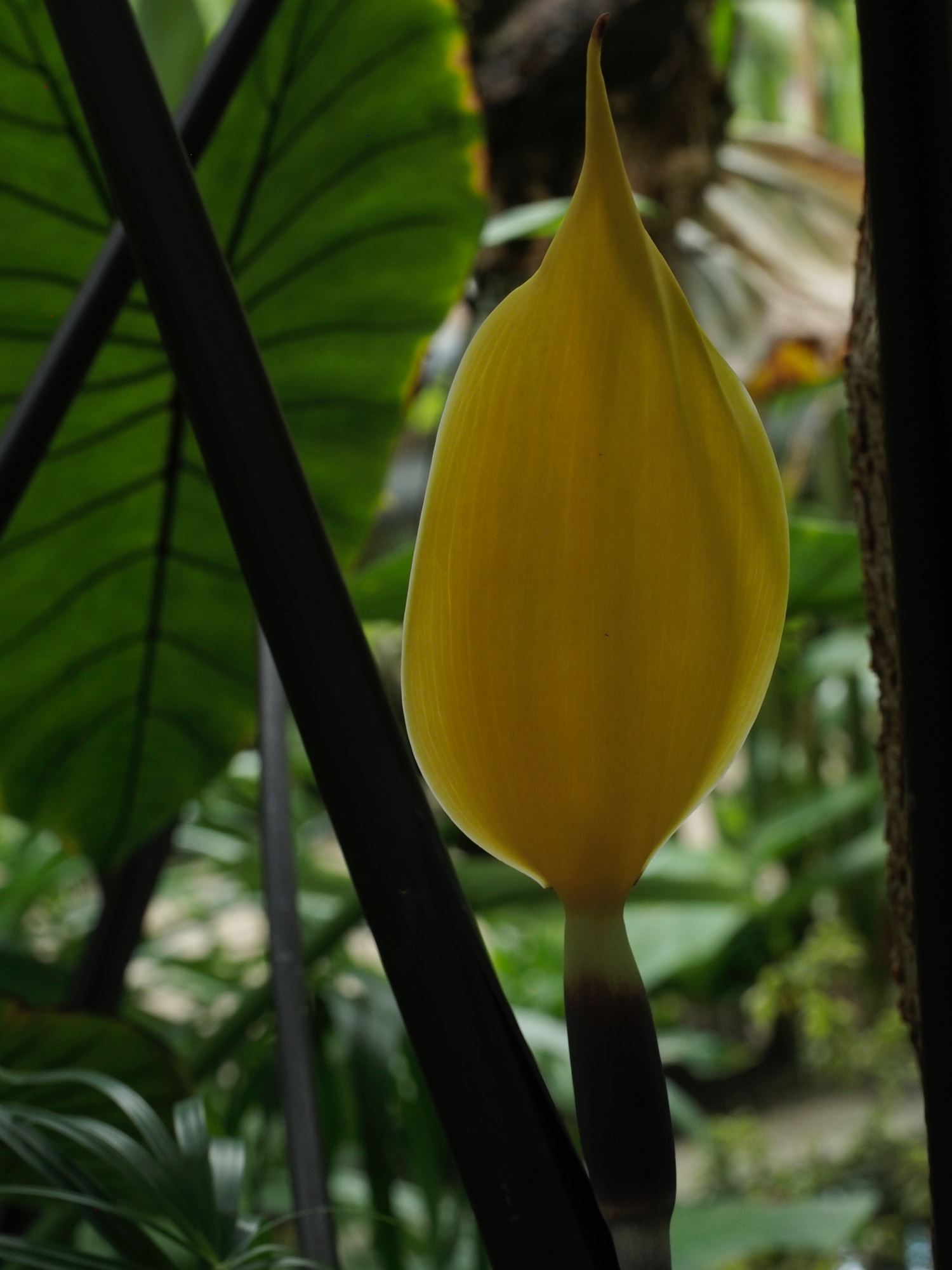 Image of Colocasia fontanesii
