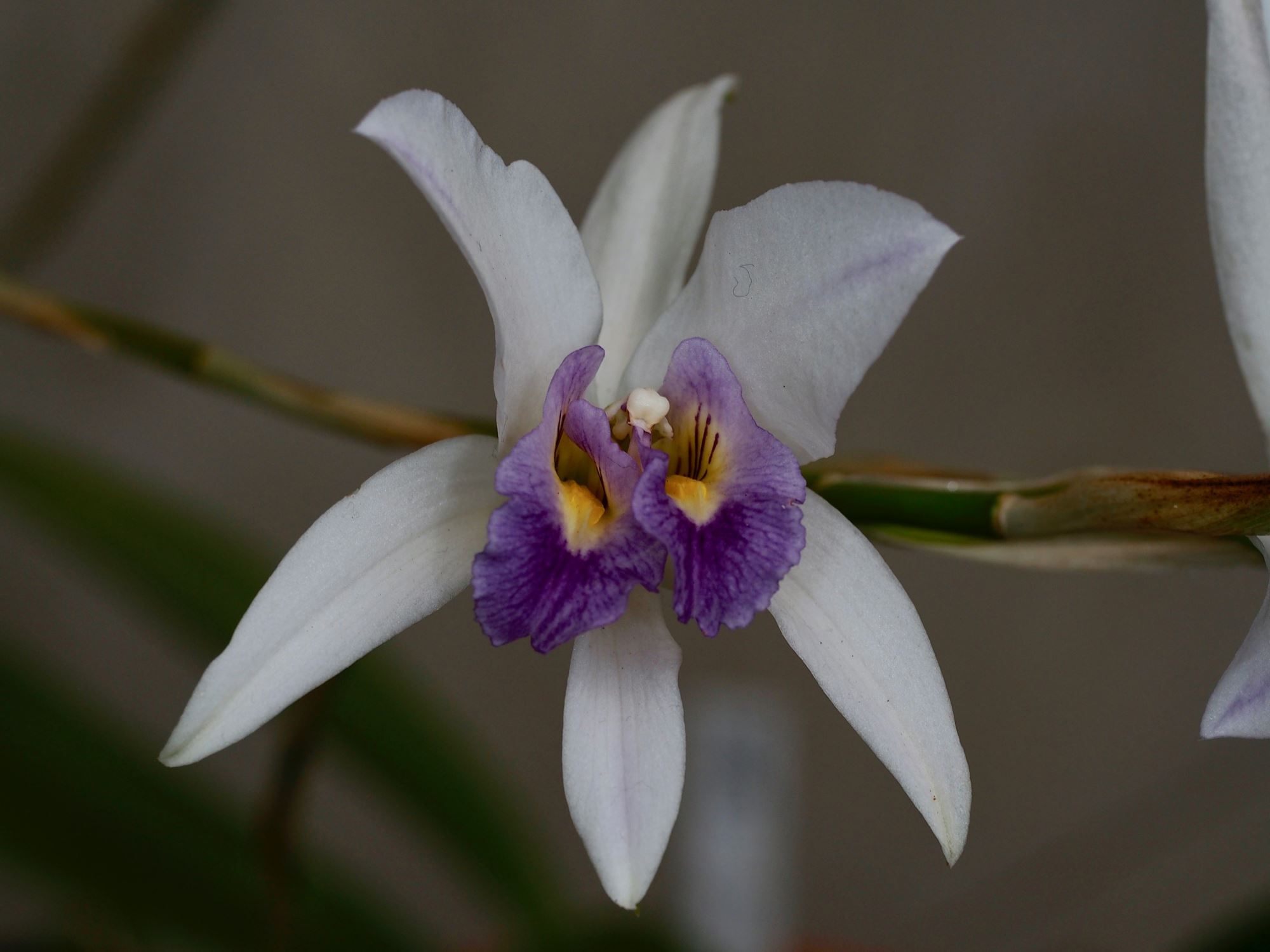 Image of Laelia anceps 'Veitchii'