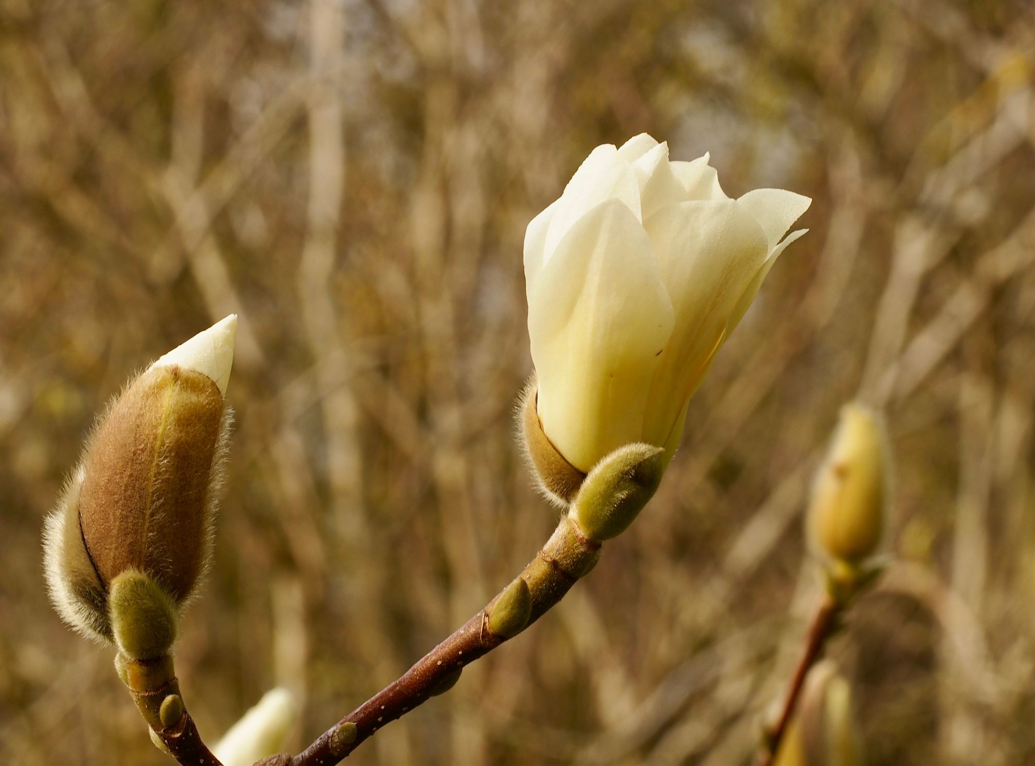 Image of Magnolia denudata