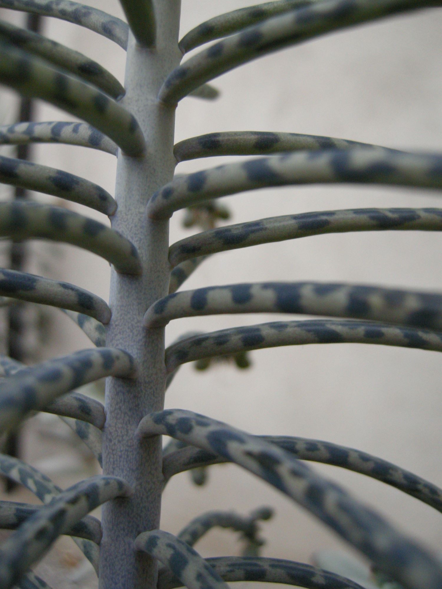 Image of Kalanchoe tubiflora