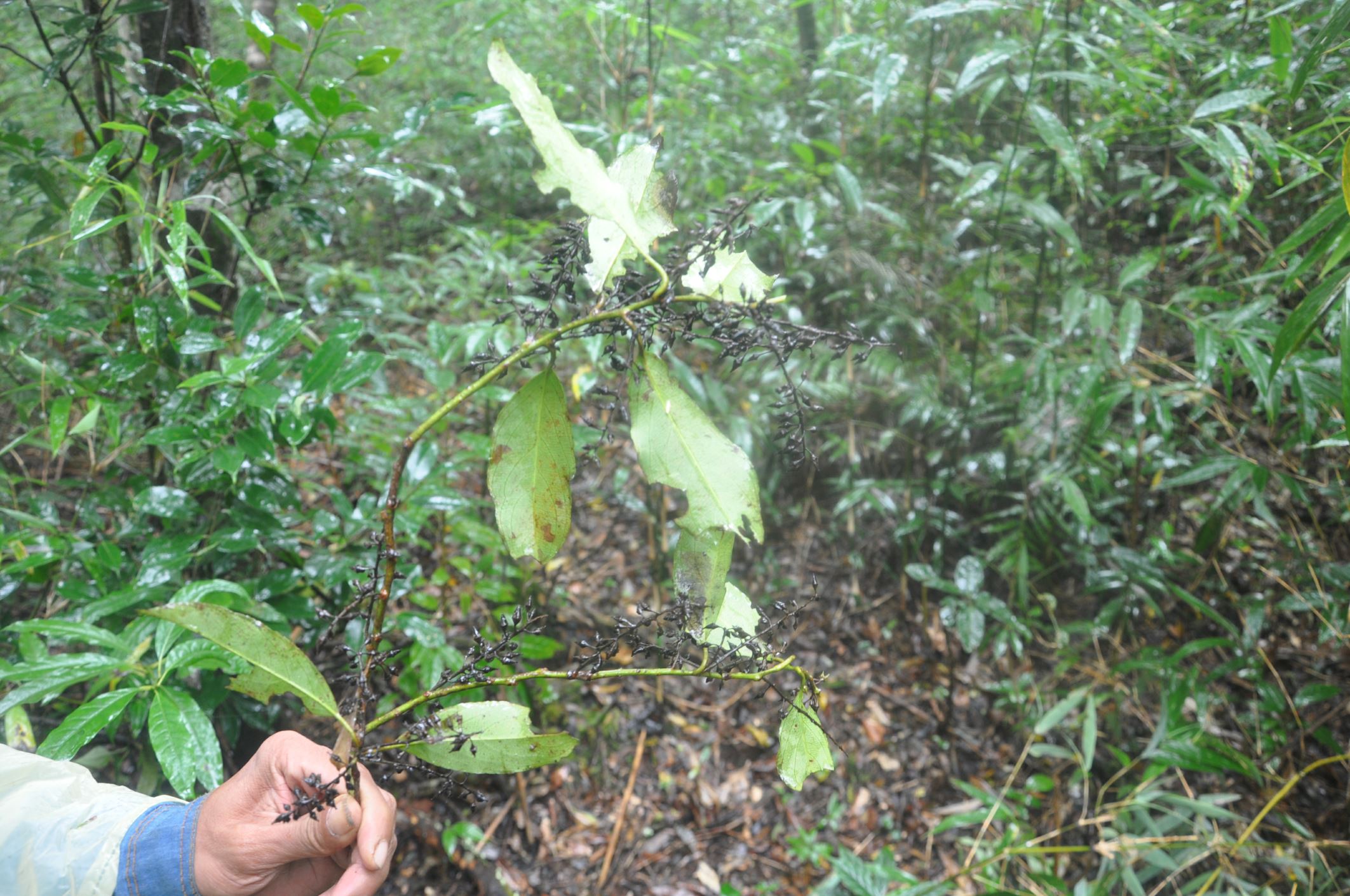 Image of Indet. Styracaceae