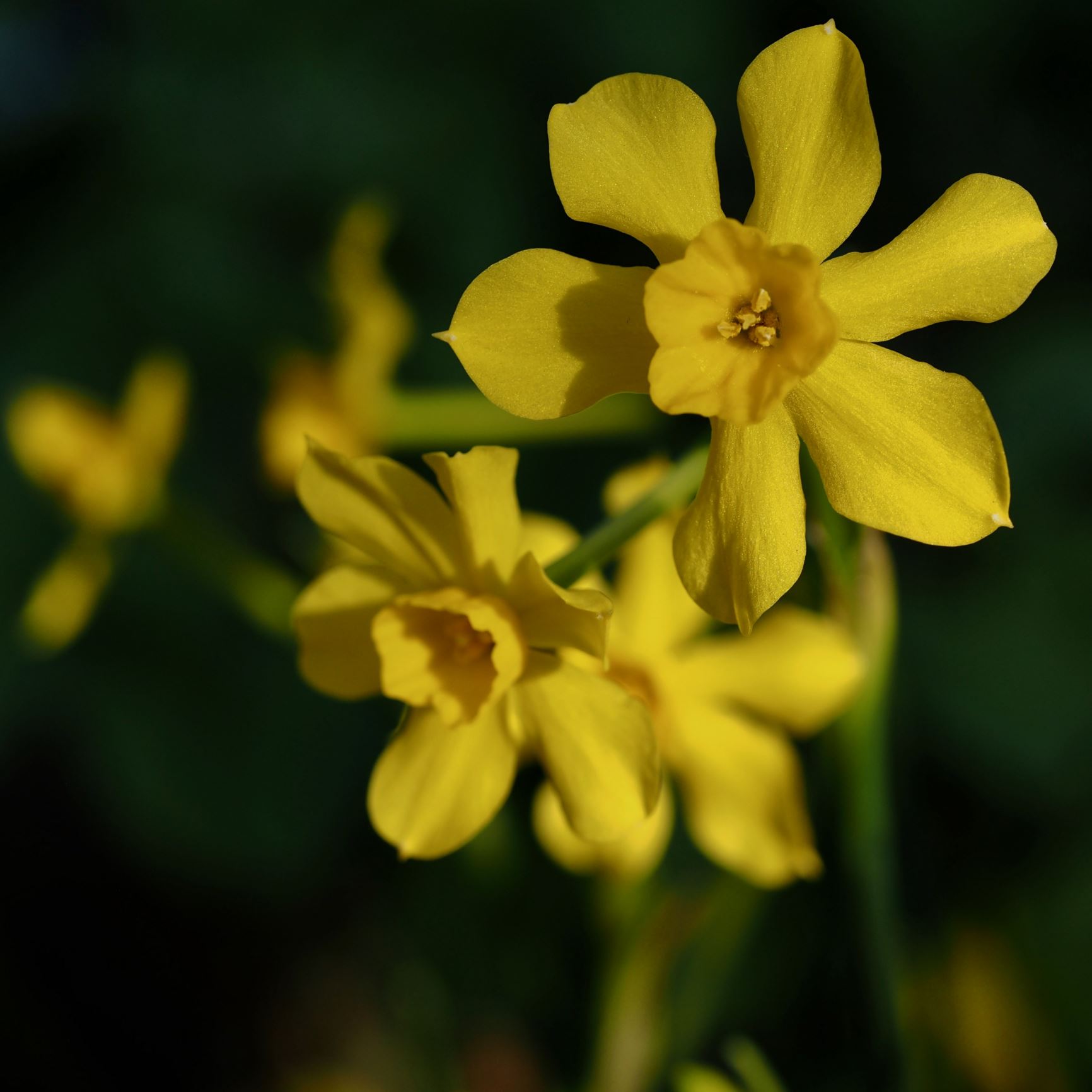 Image of Narcissus flavus