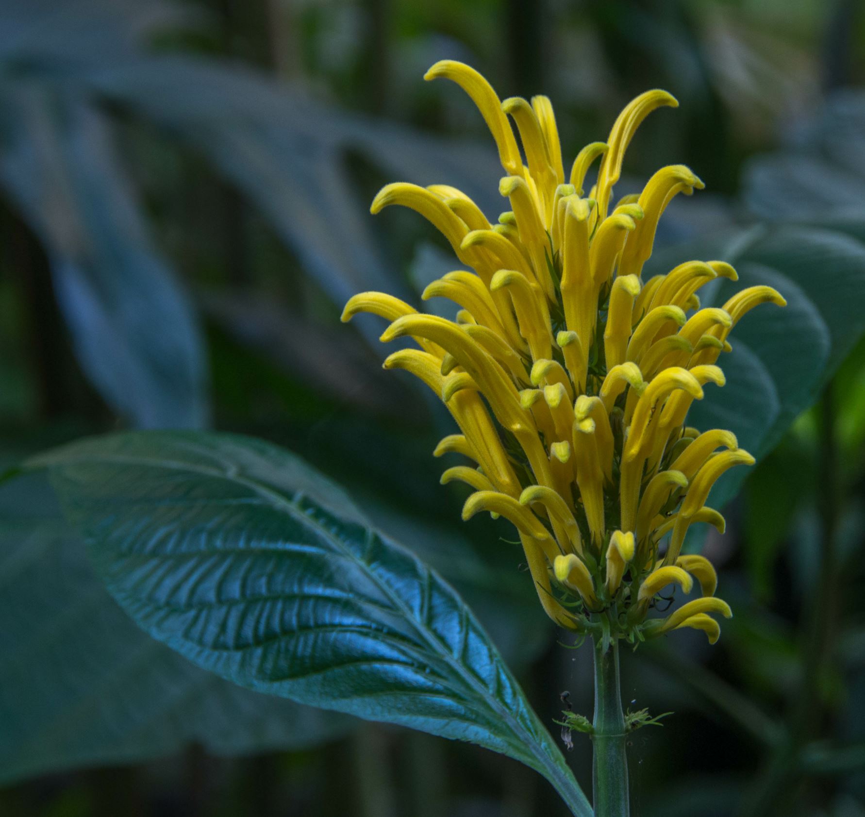 Image of Justicia aurea
