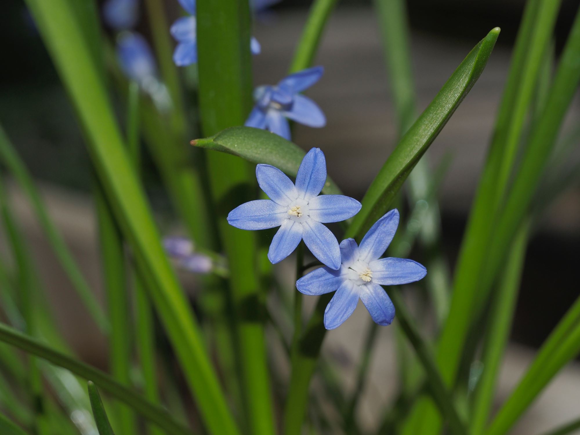 Image of Scilla sp.