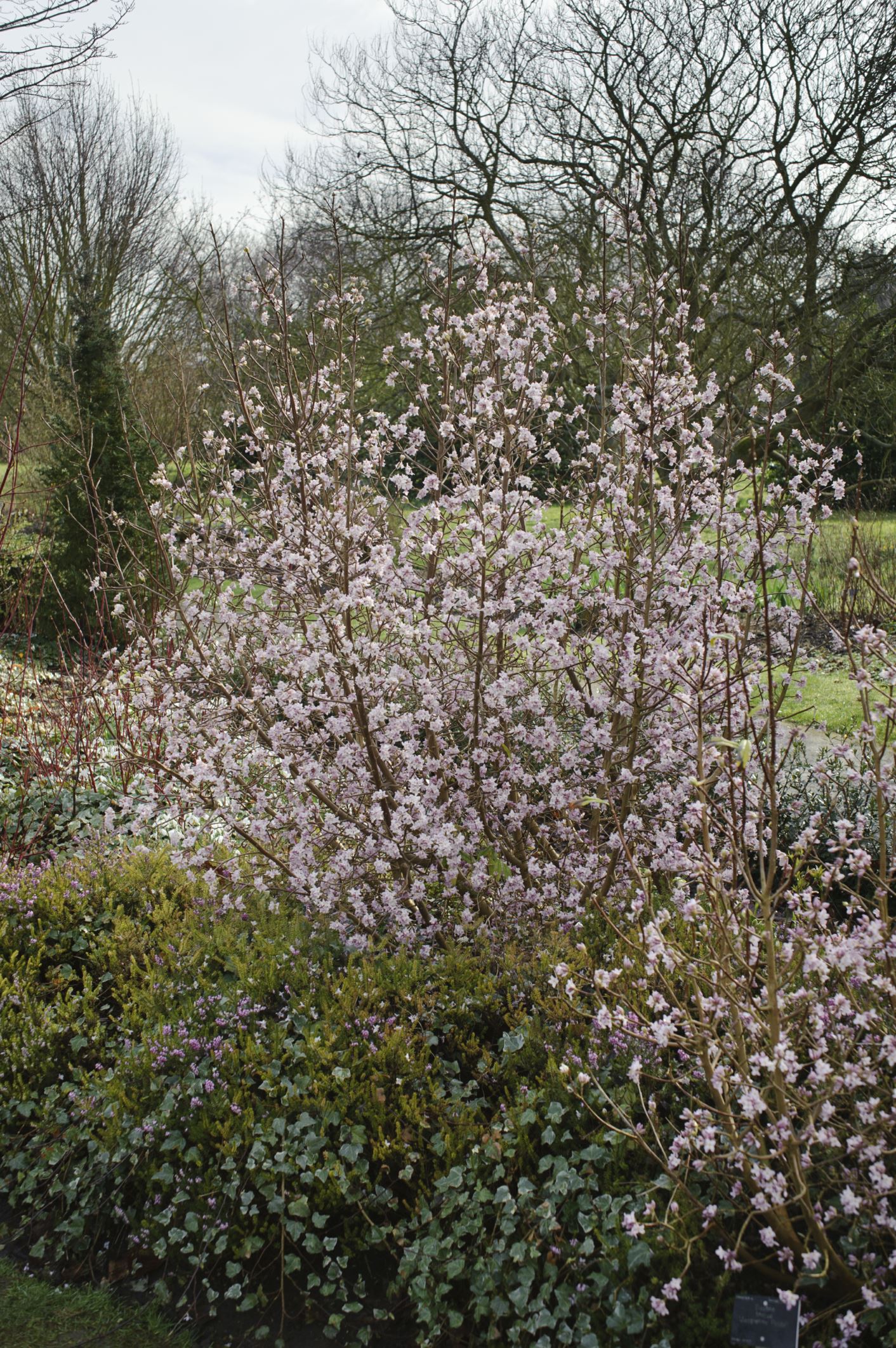 Image of Daphne bholua 'Jacqueline Postill'