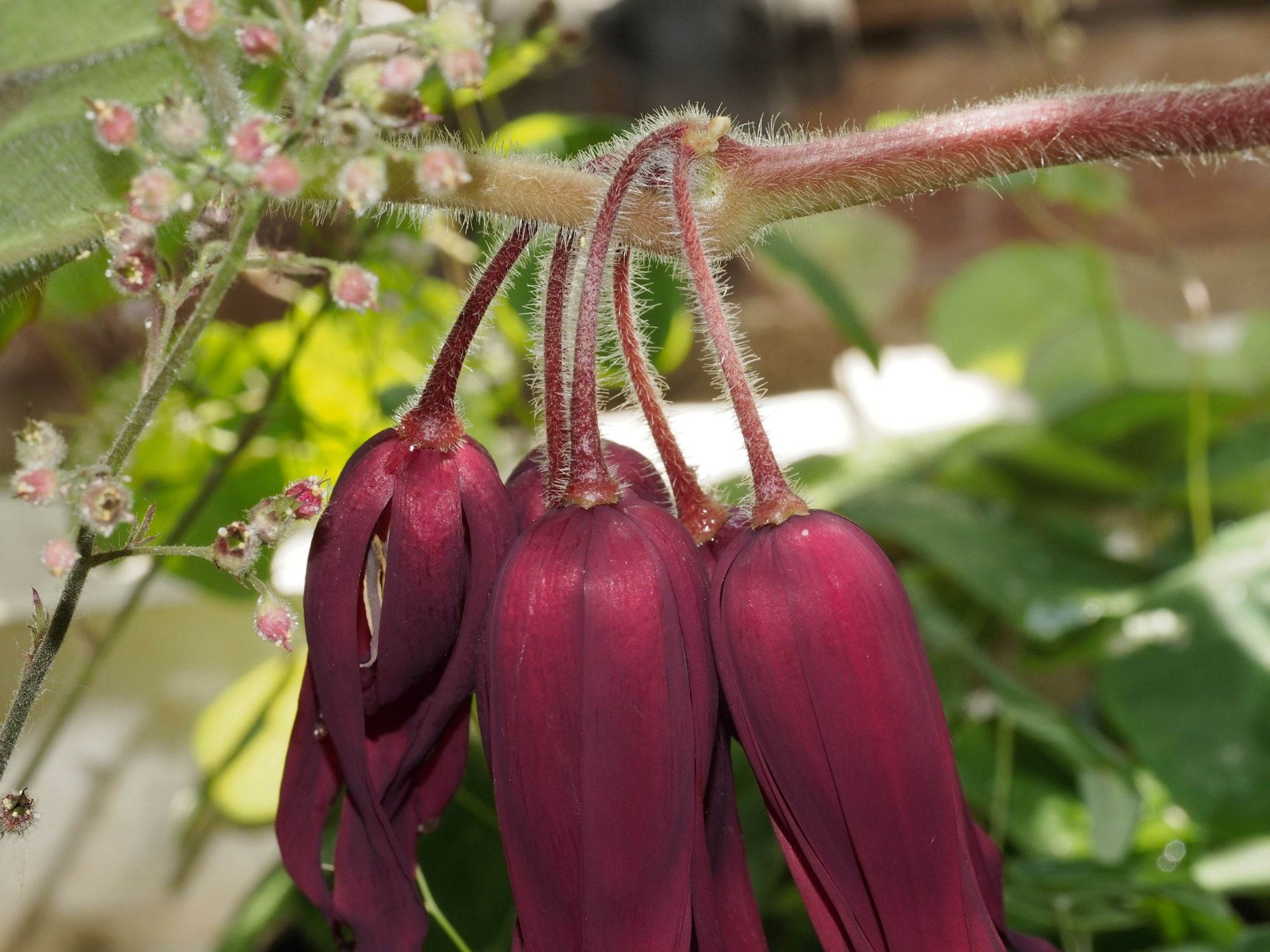 Image of Podophyllum 'Spotty Dotty'