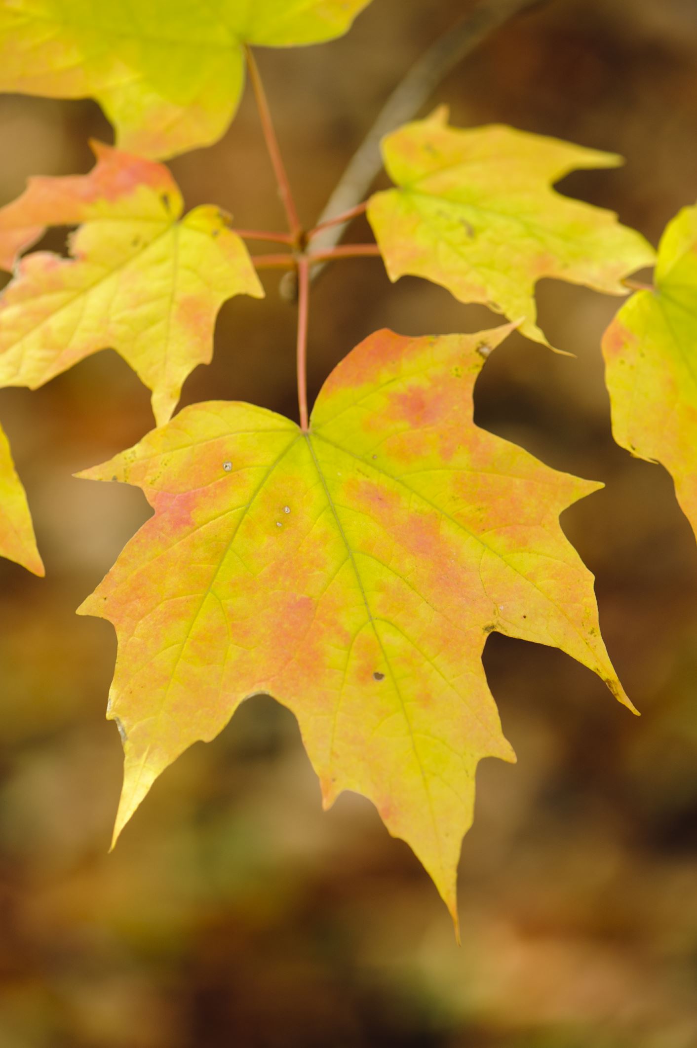 Image of Acer saccharum subsp. saccharum