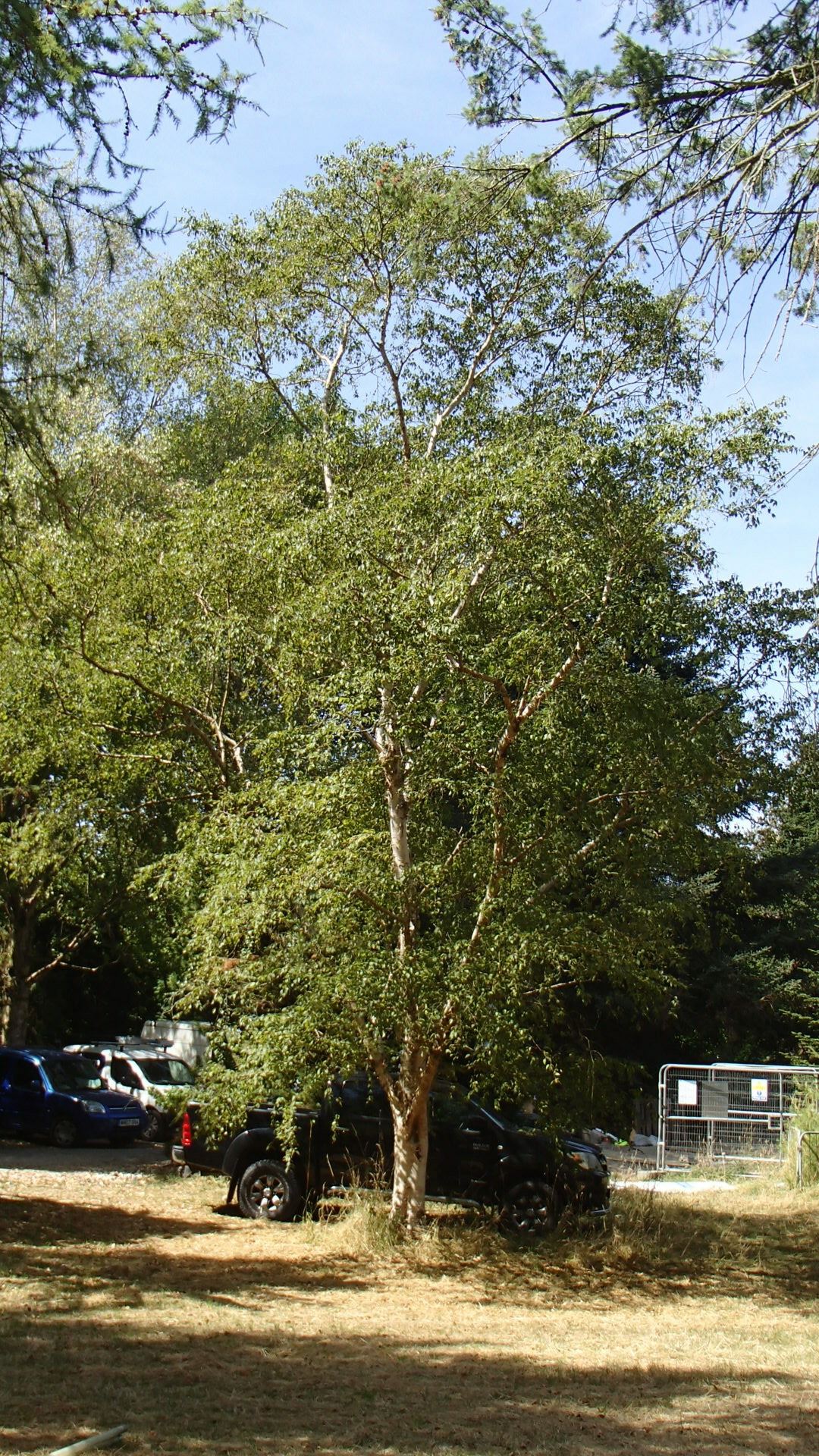 Image of Betula ermanii var. ermanii