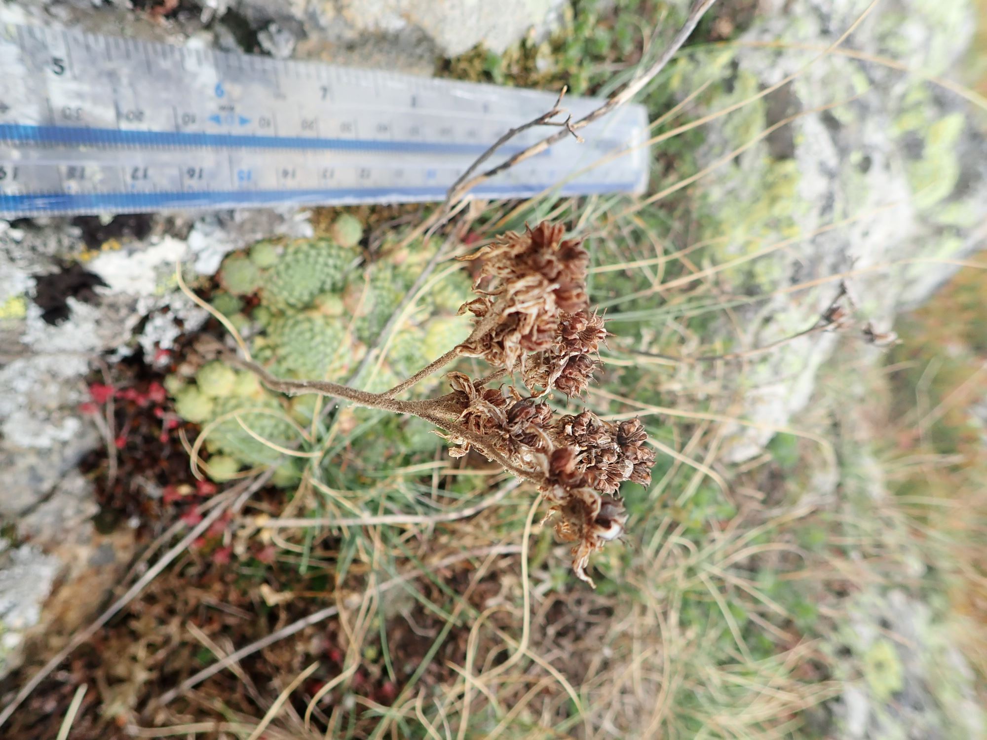 Image of Sempervivum montanum