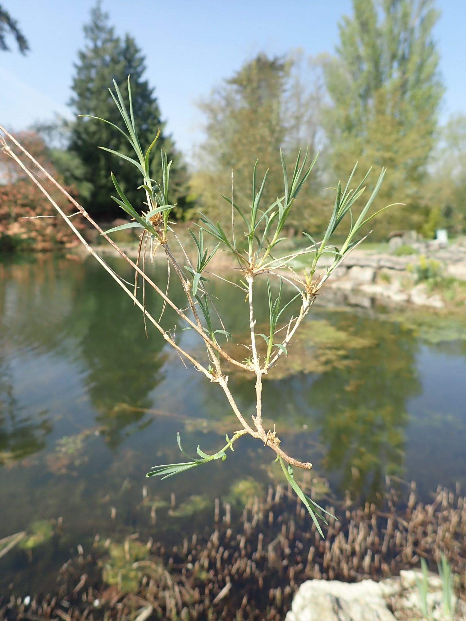 Image of Dianthus orientalis