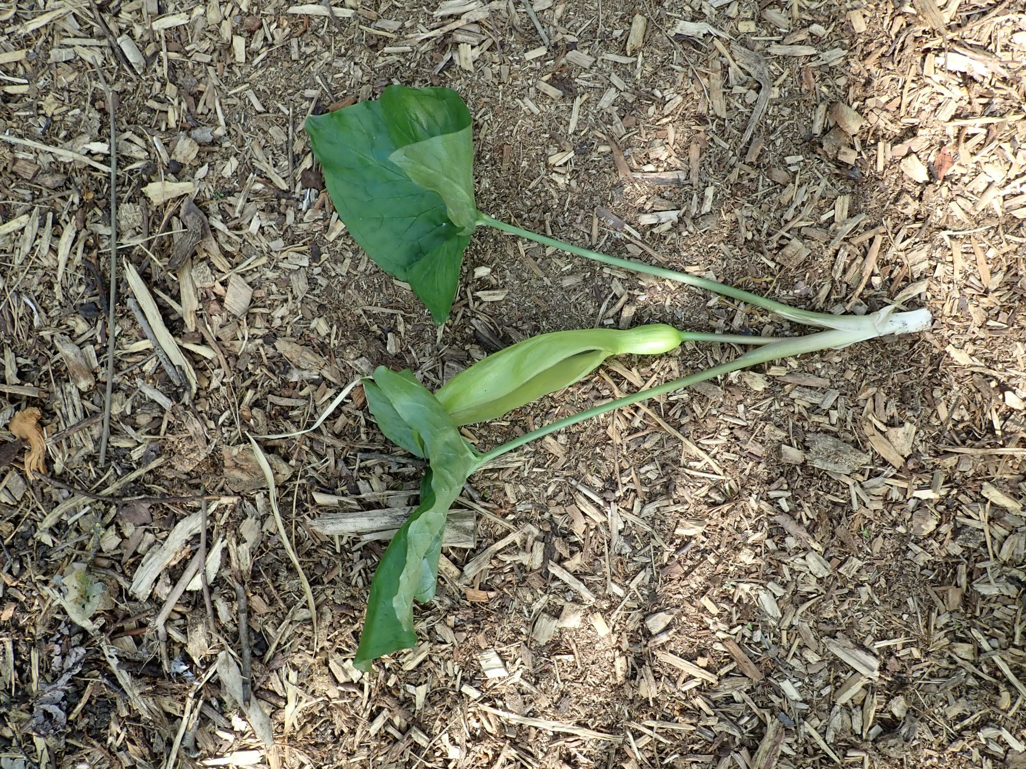 Image of Arum maculatum