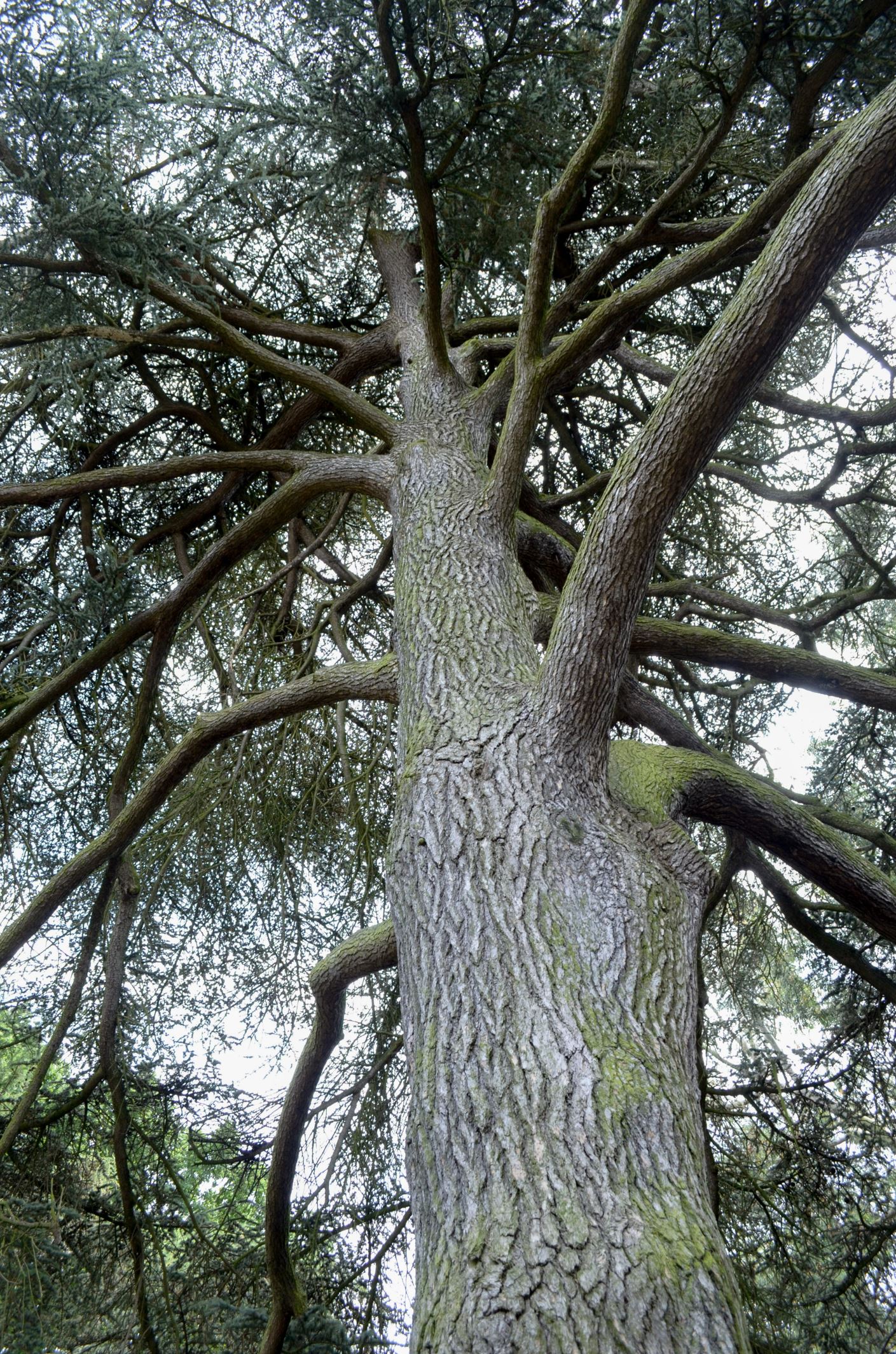 Image of Cedrus atlantica 'Glauca'