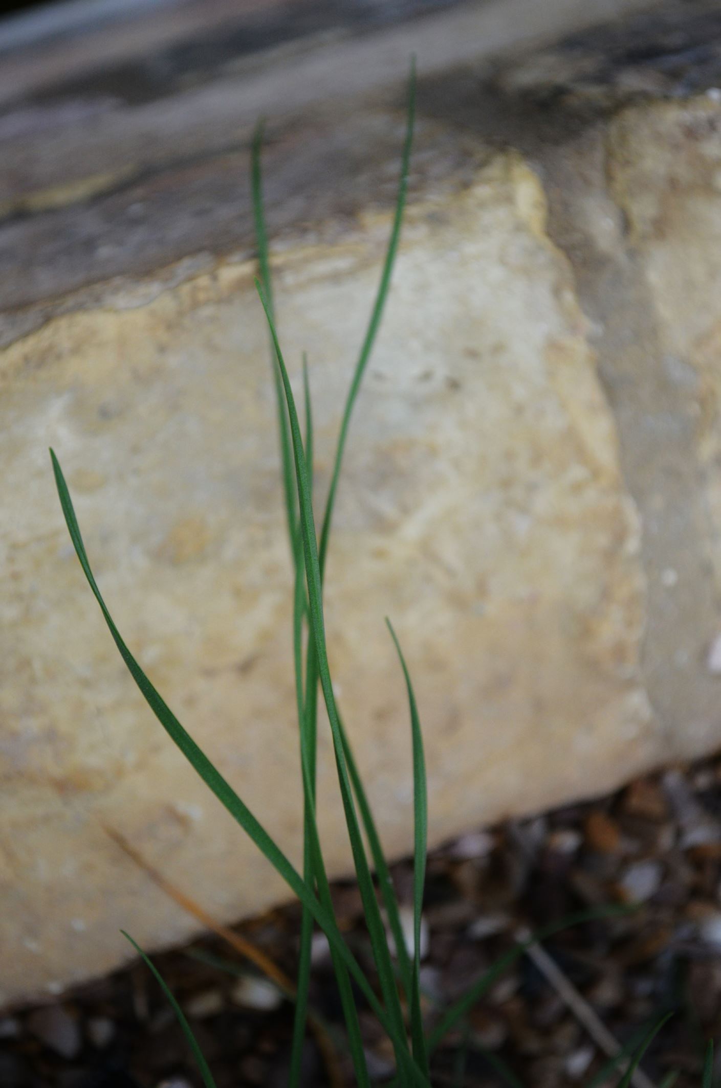 Image of Tulbaghia cominsii