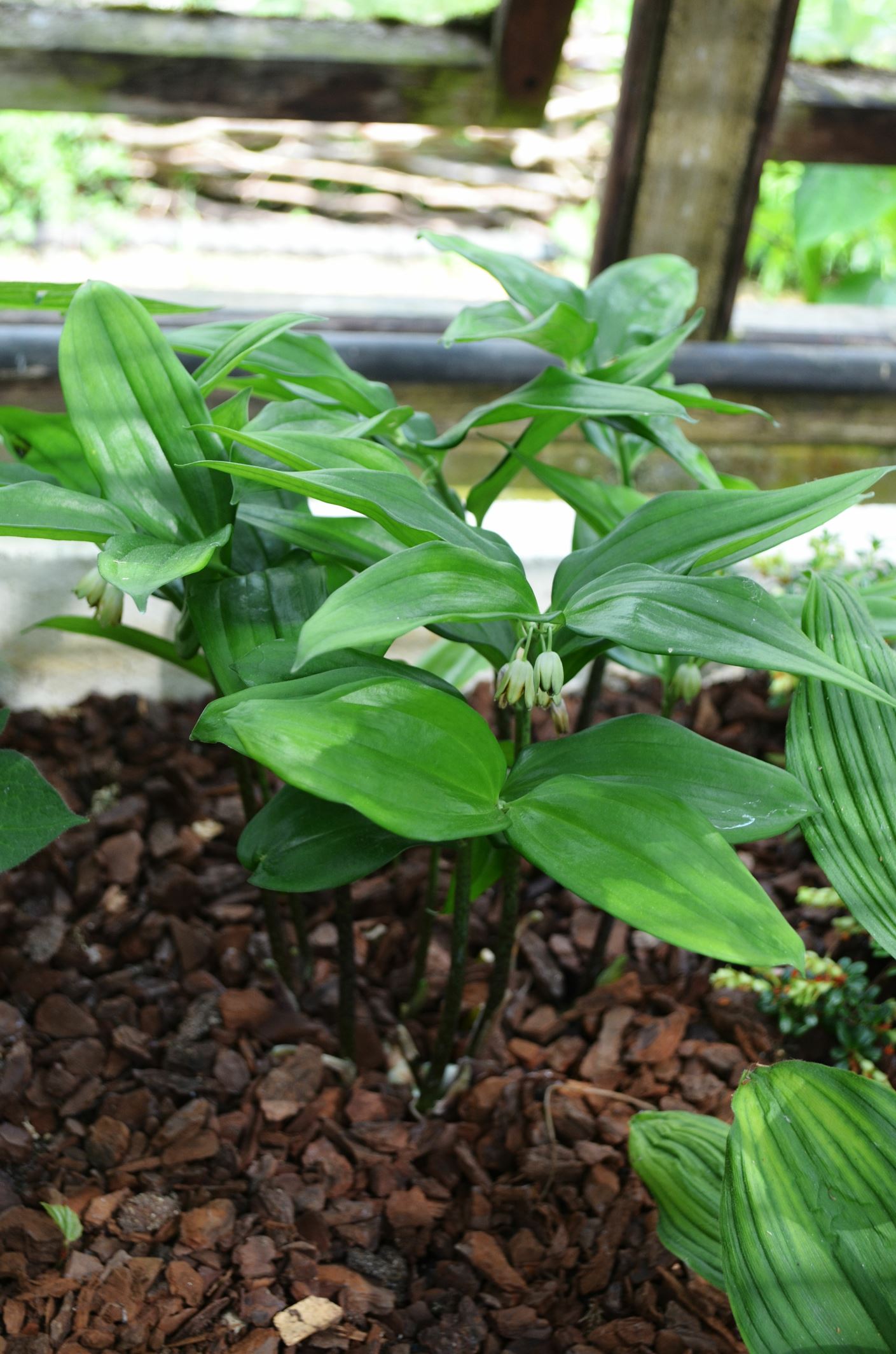 Image of Disporopsis aspersa