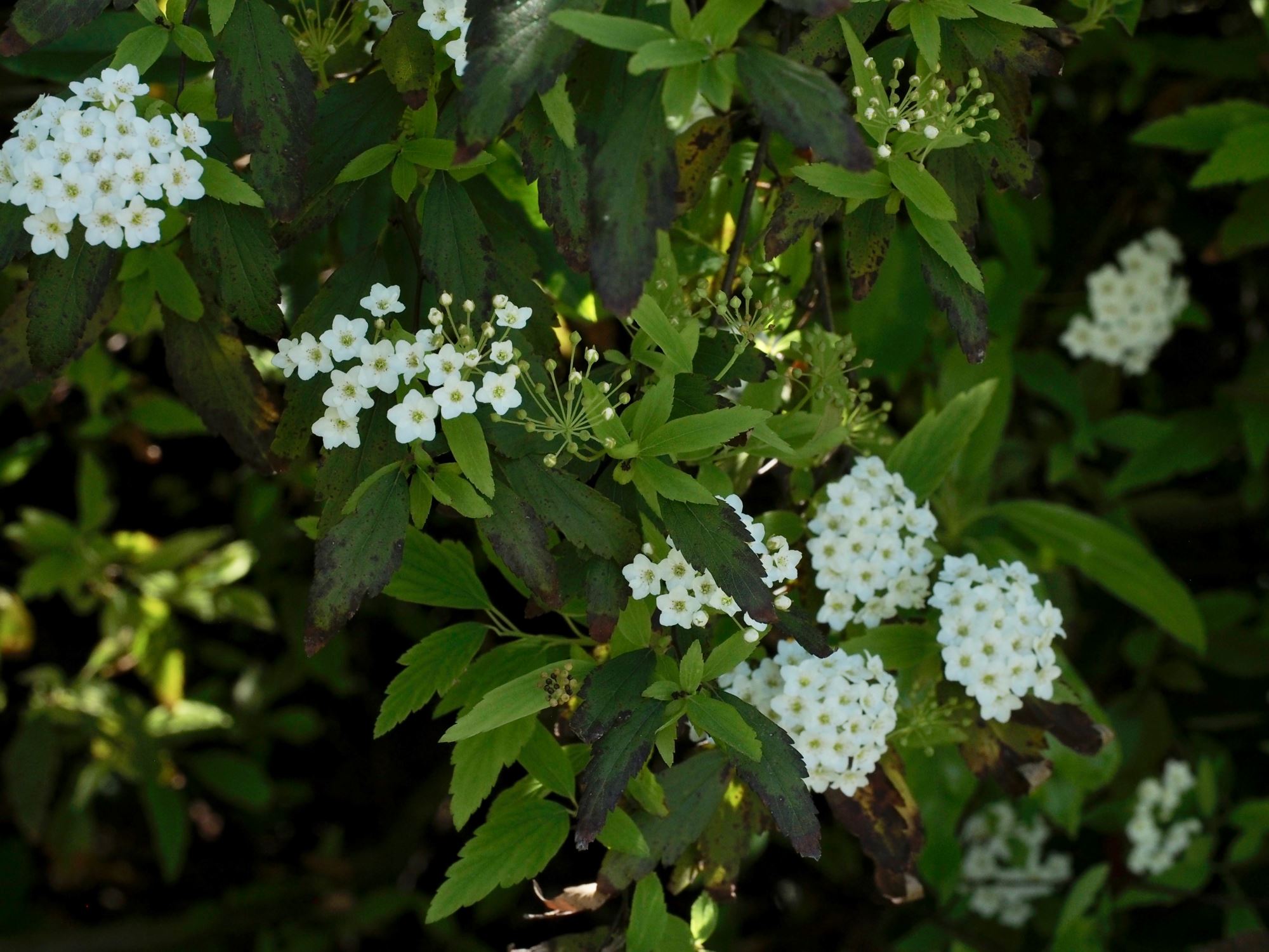 Image of Photinia davidiana
