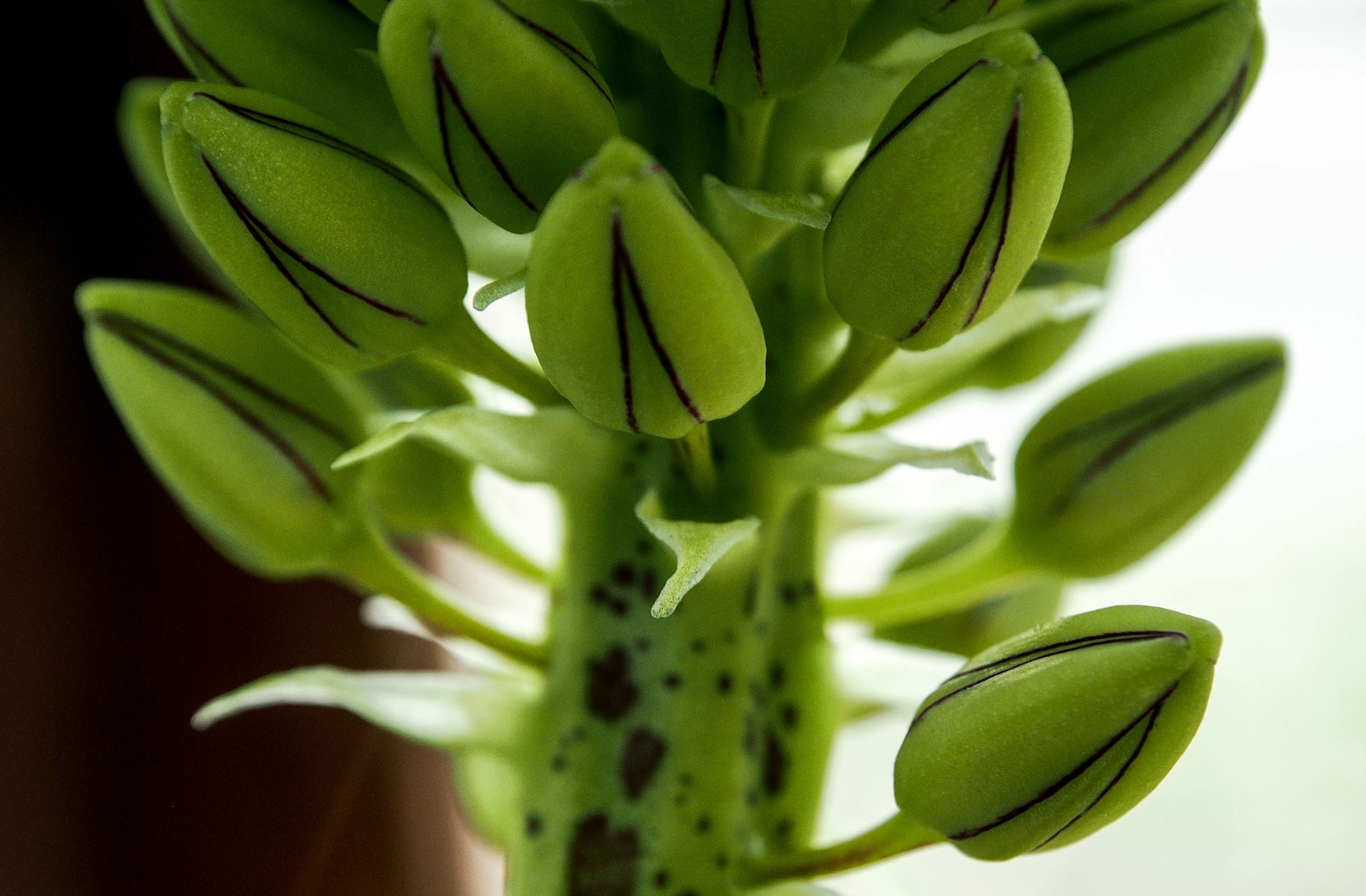 Image of Eucomis bicolor