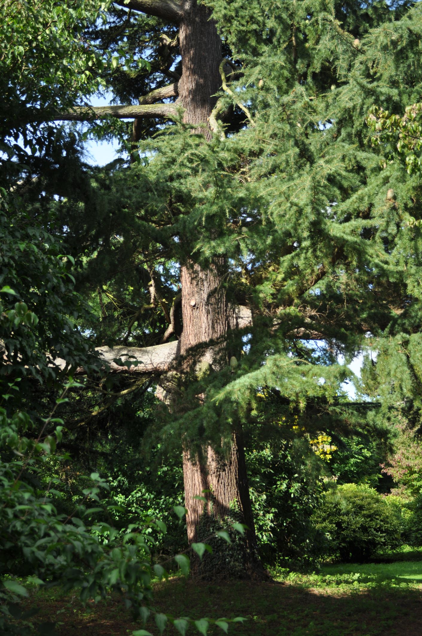 Image of Cedrus deodara