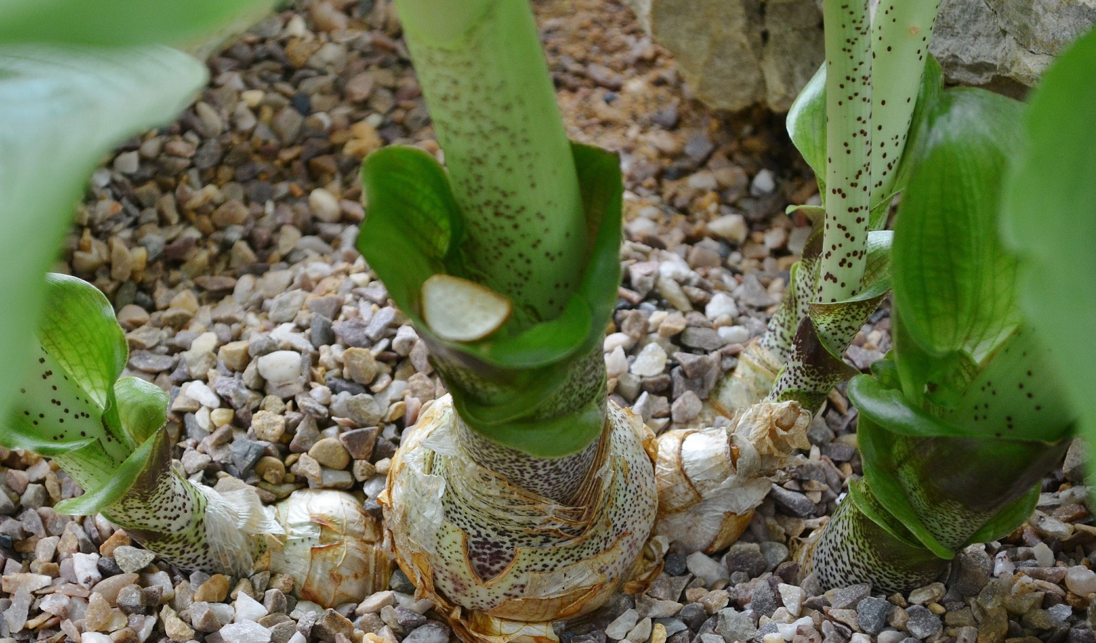 Image of Scadoxus puniceus