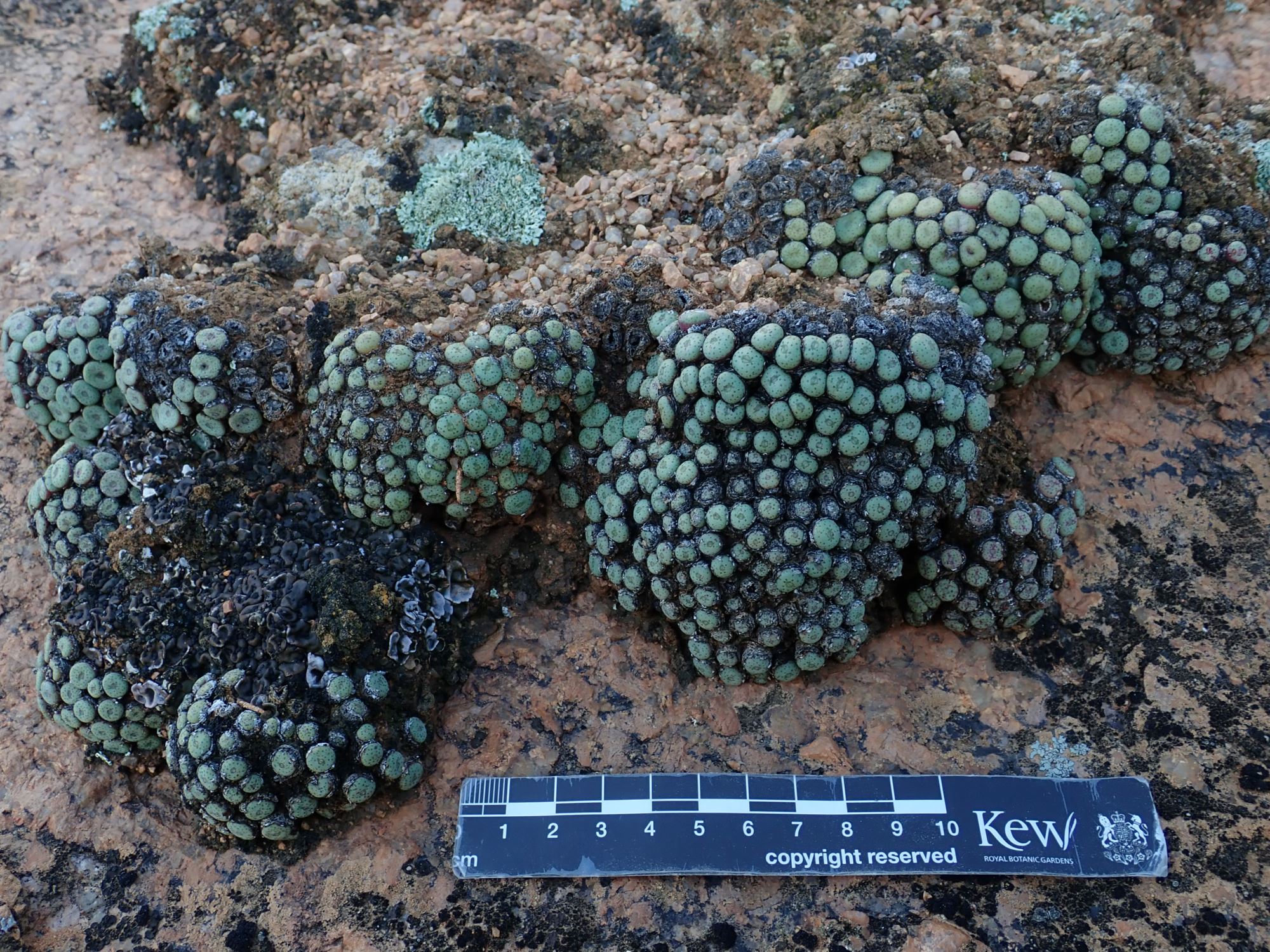 Image of Conophytum sp.