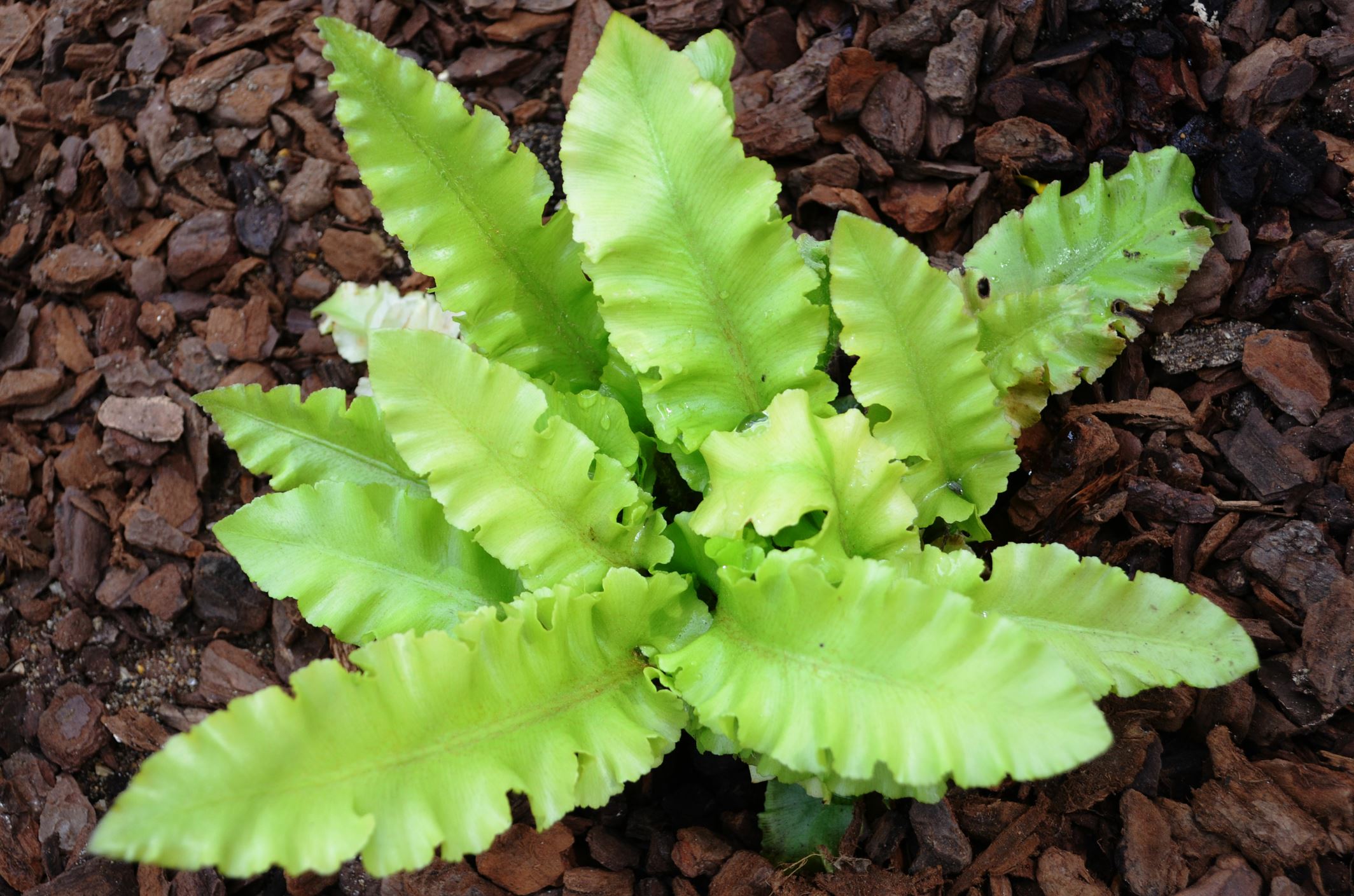 Image of Asplenium scolopendrium Crispum Group
