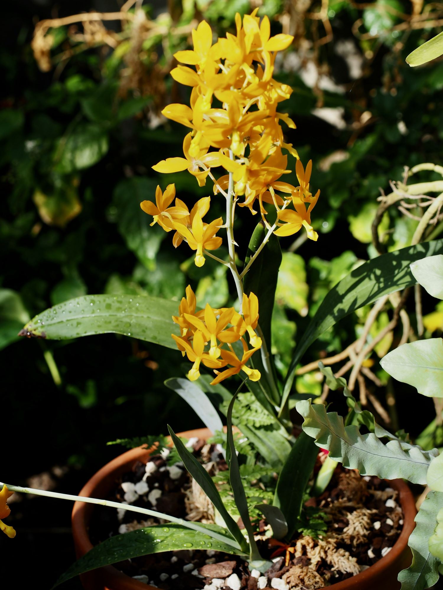 Image of Epidendrum vitellinum [Hybrid]