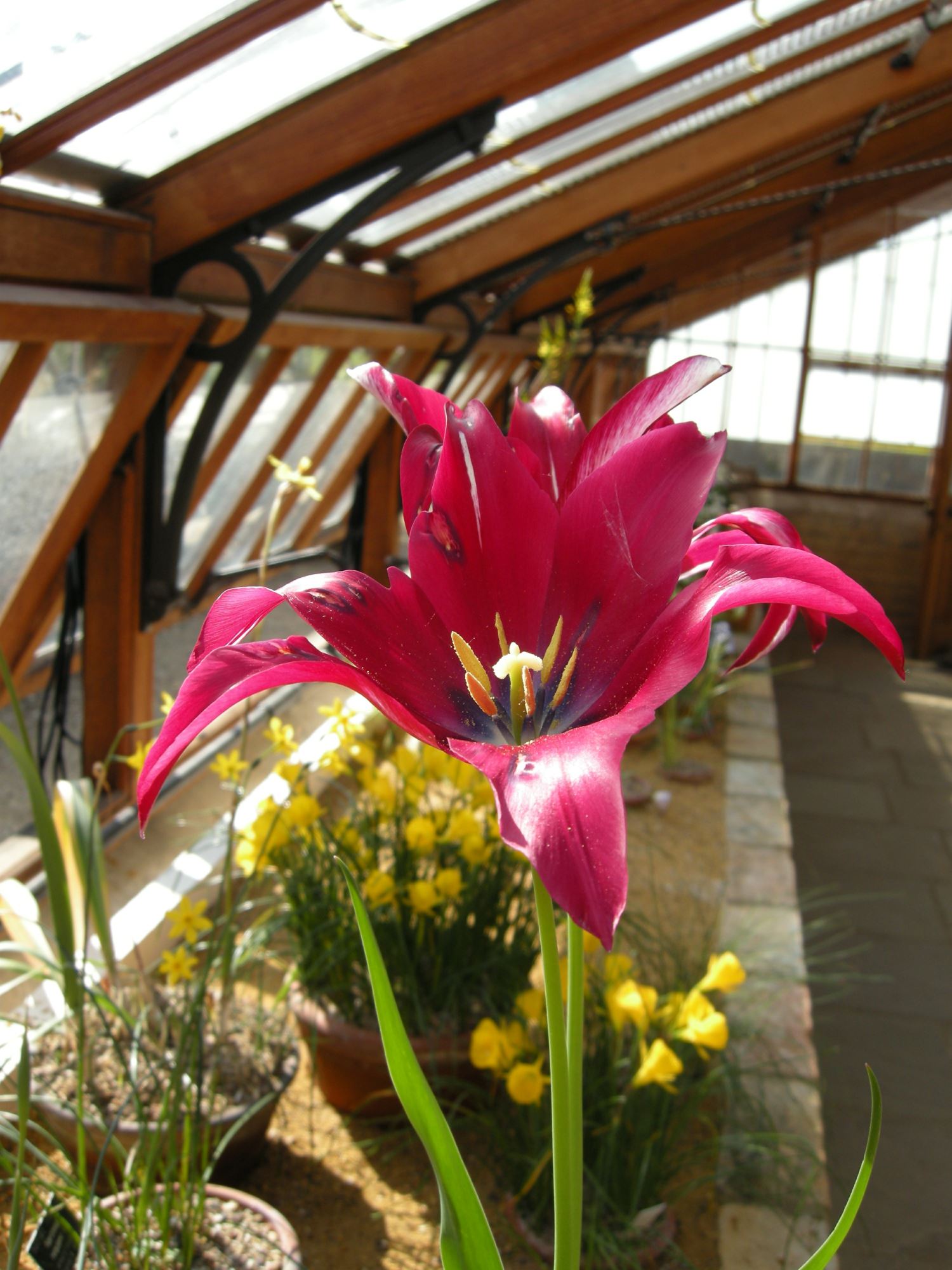 Image of Tulipa 'Captain Fryatt'