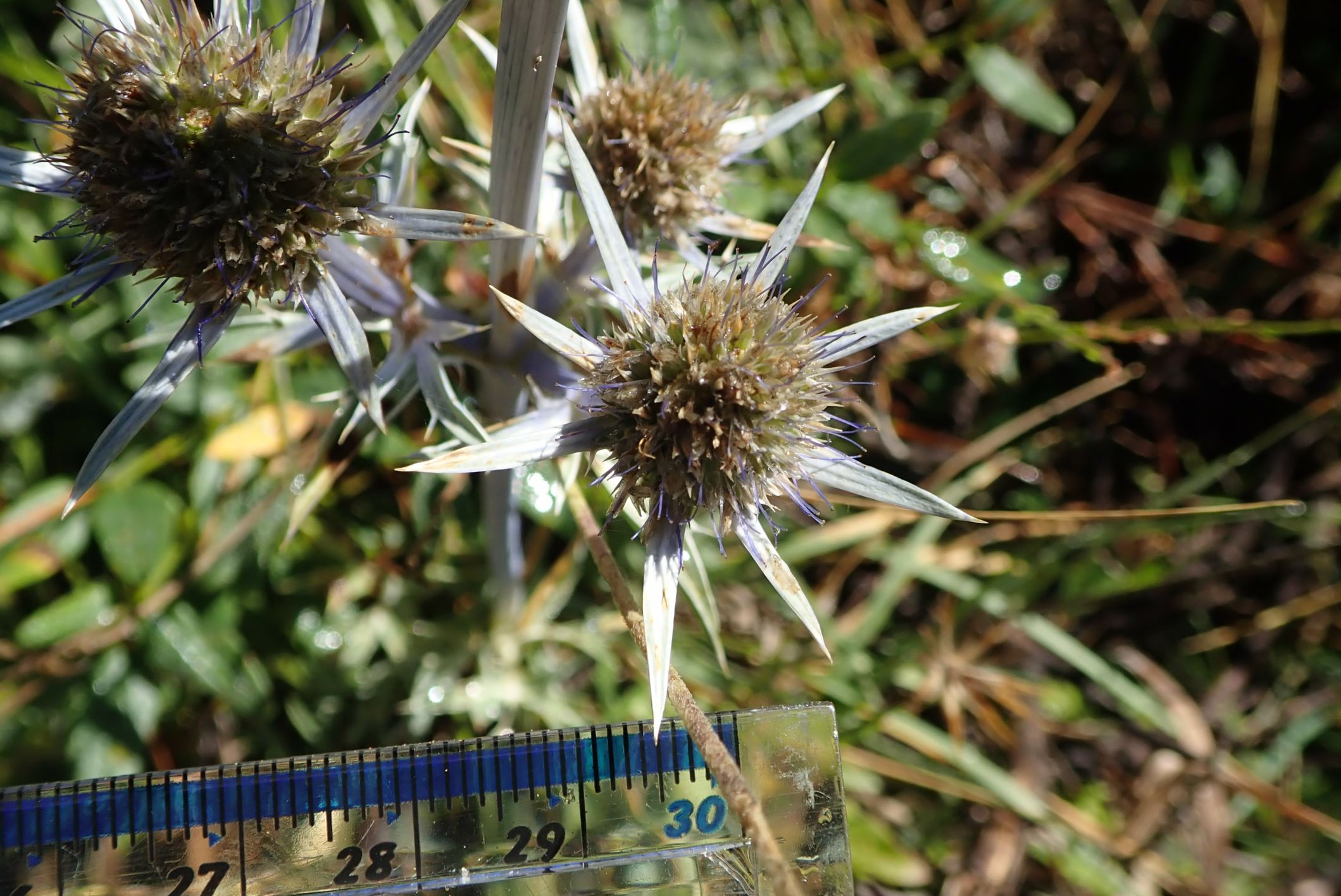 Image of Eryngium bourgatii