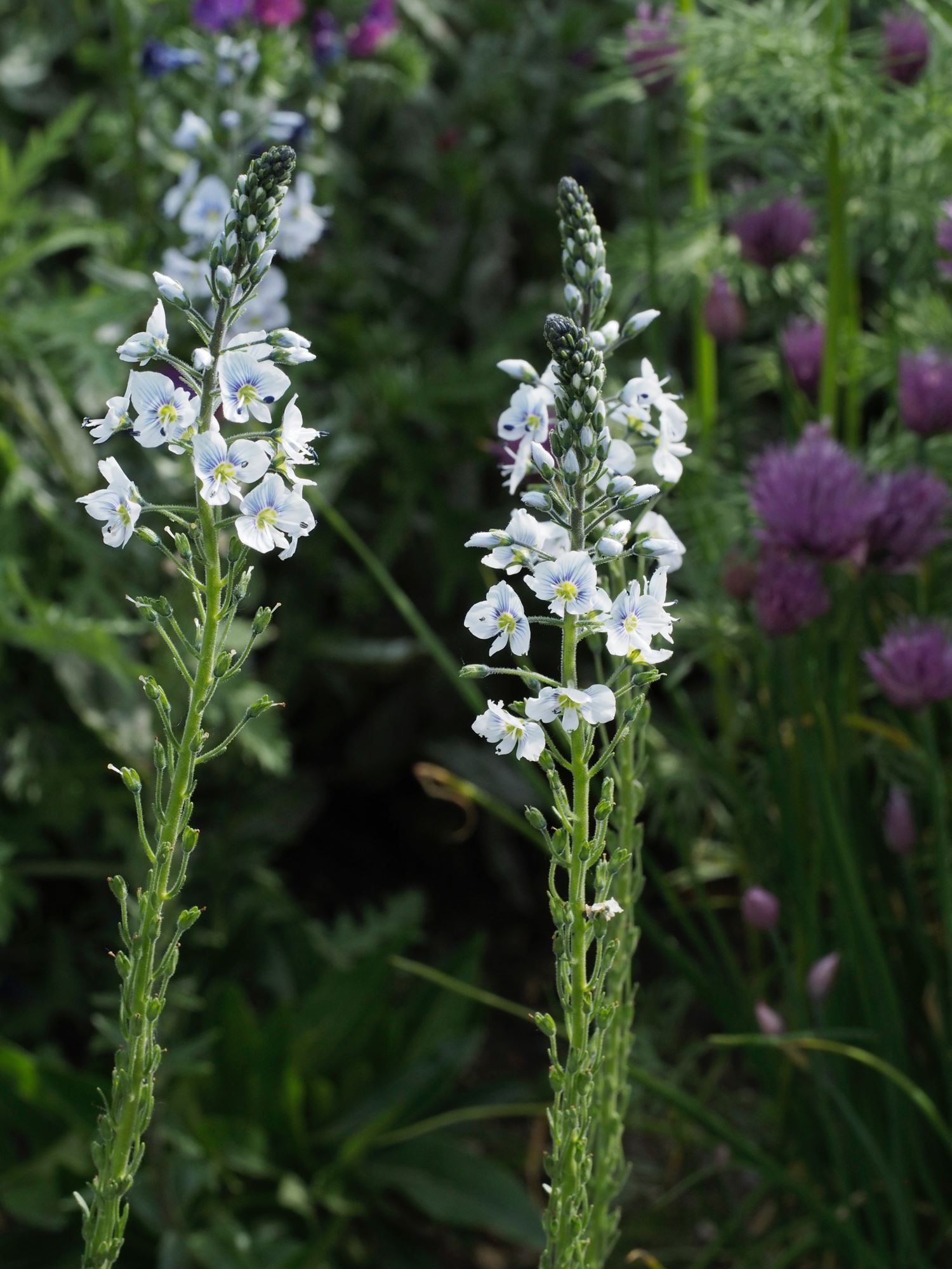 Image of Veronica gentianoides