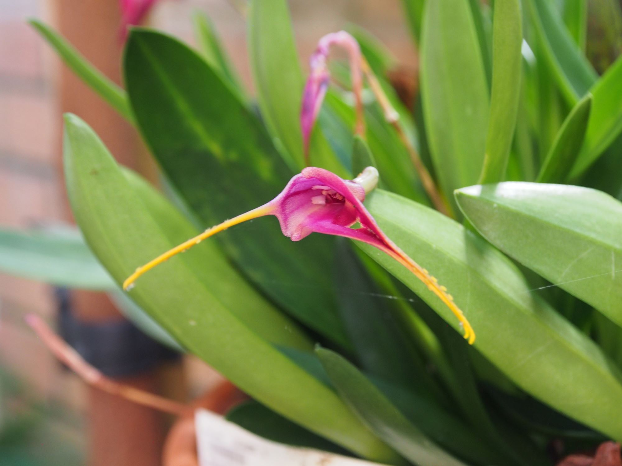 Image of Masdevallia heathii Ã— M. discoidea