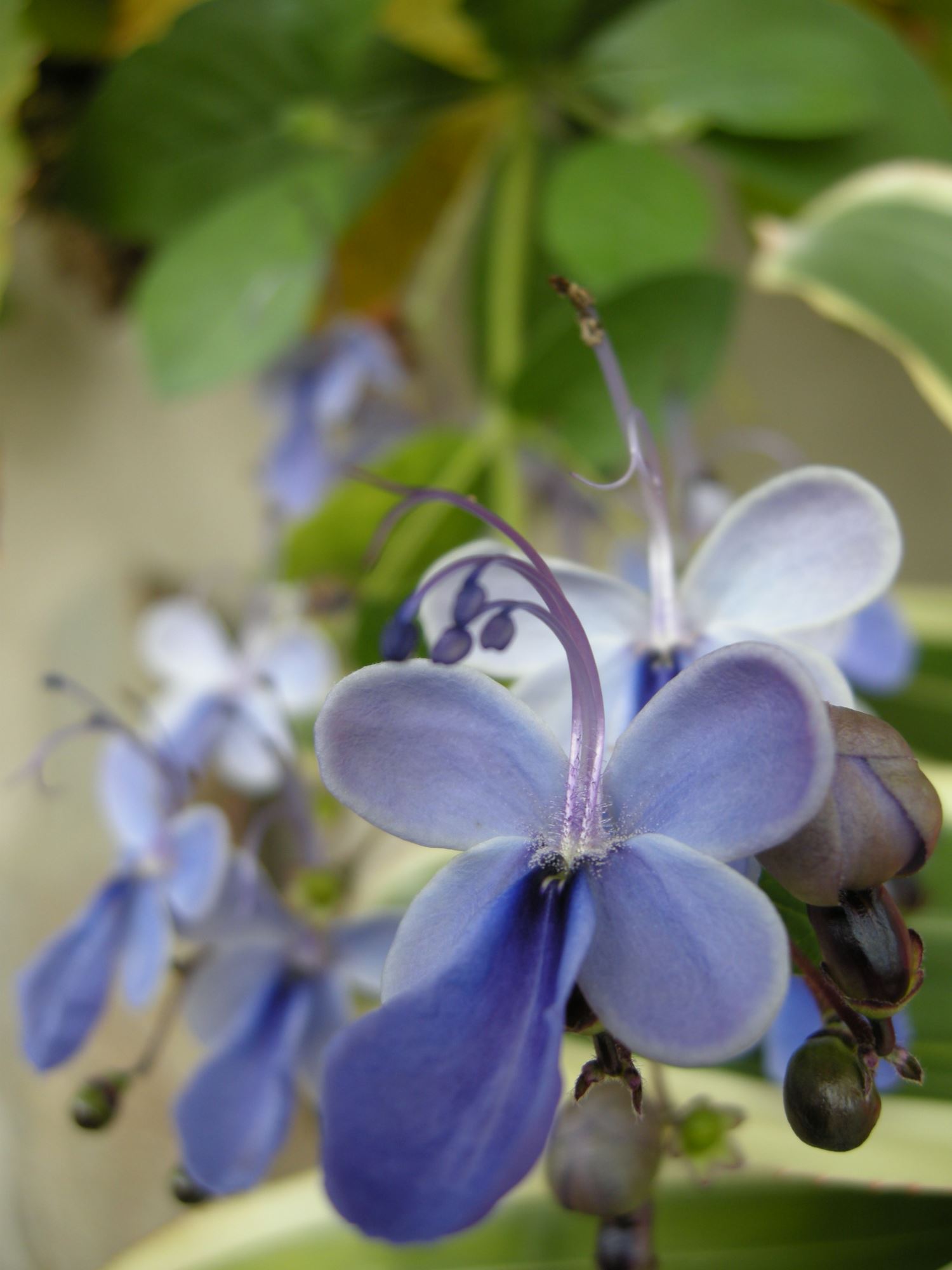 Image of Rotheca myricoides