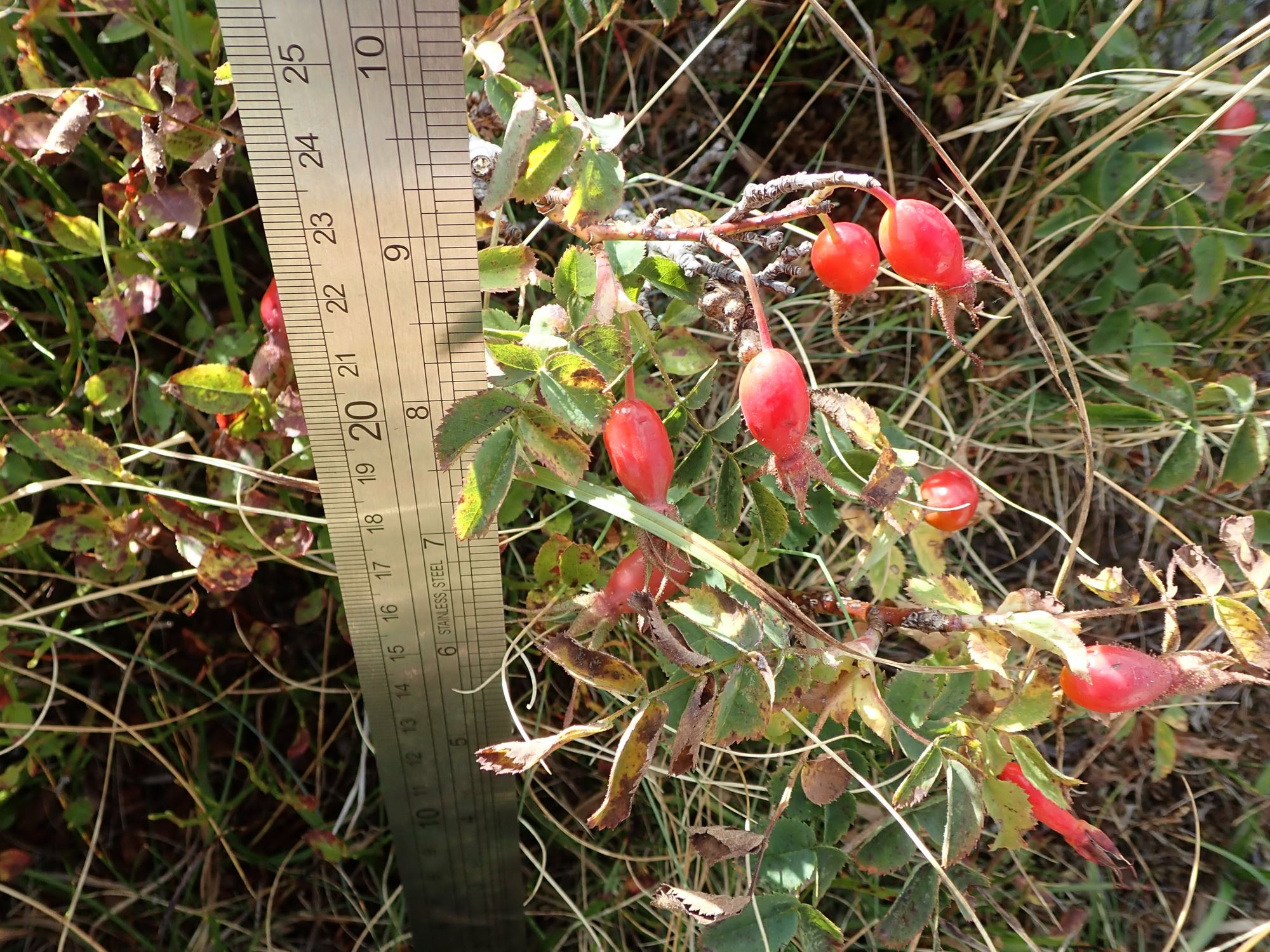 Image of Rosa pendulina