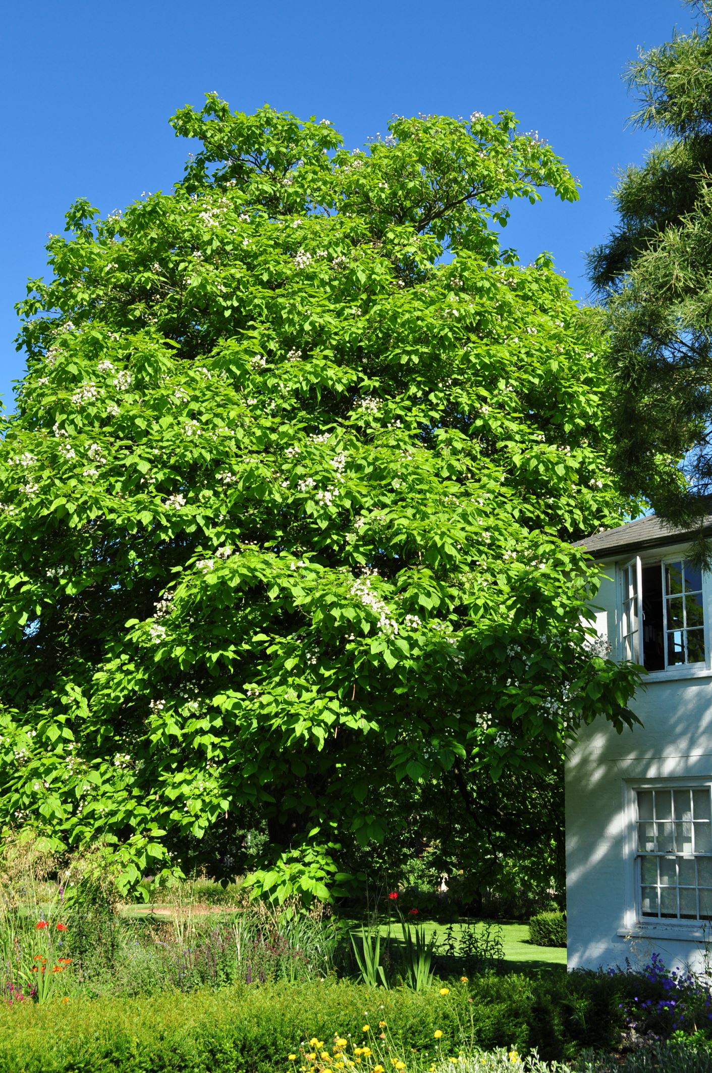 Image of Catalpa speciosa
