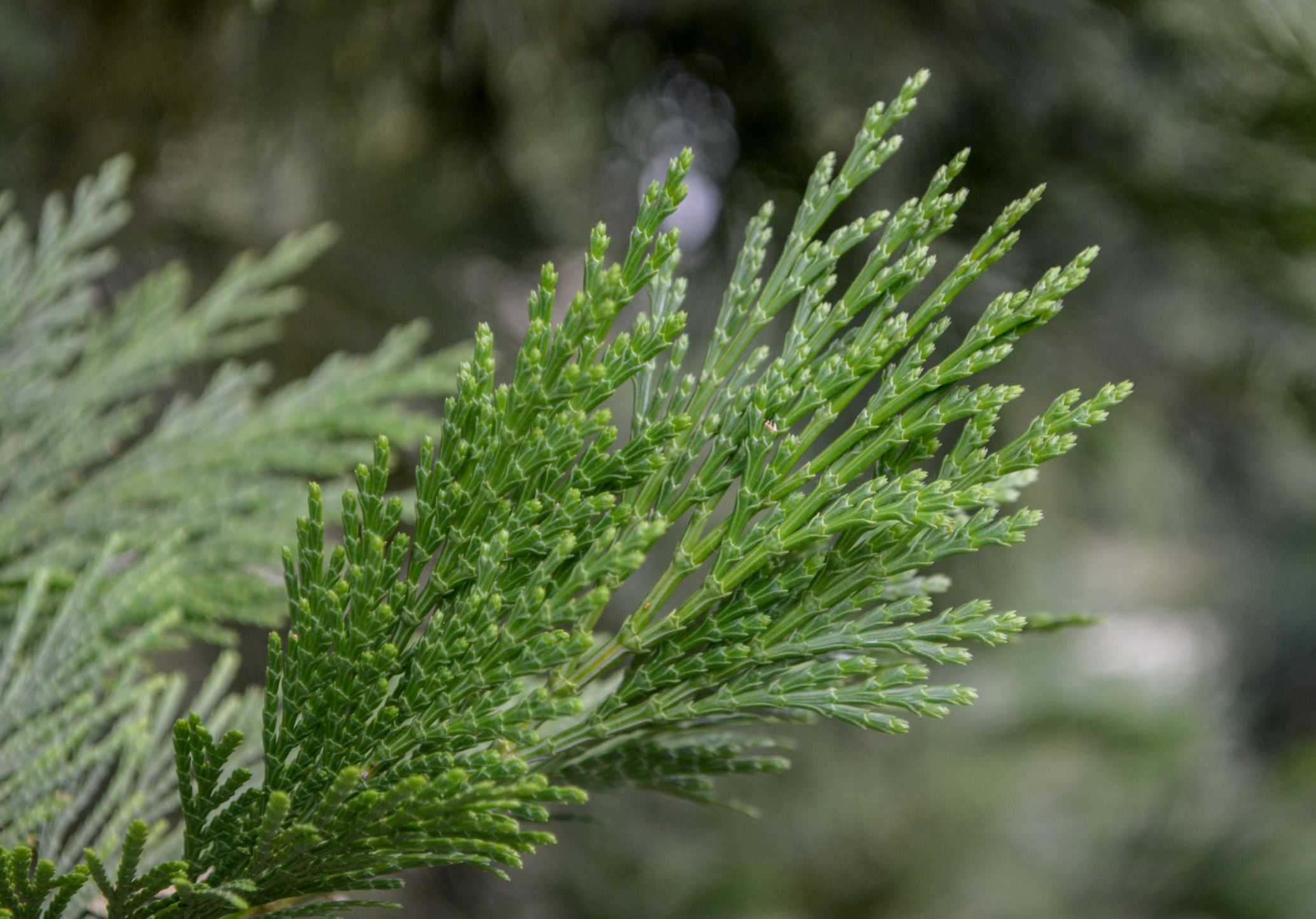 Image of Calocedrus decurrens