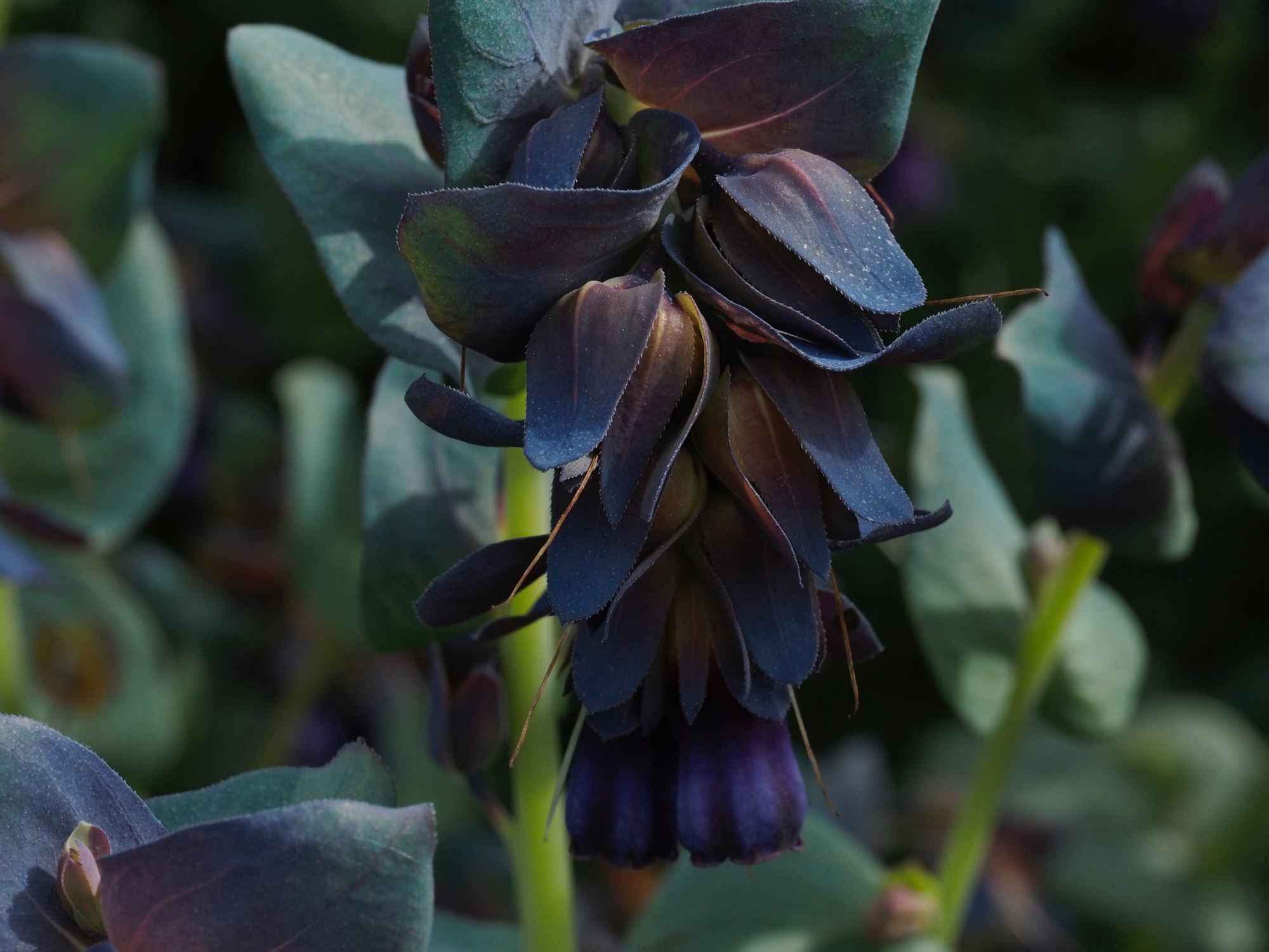 Image of Cerinthe major subsp. purpurascens