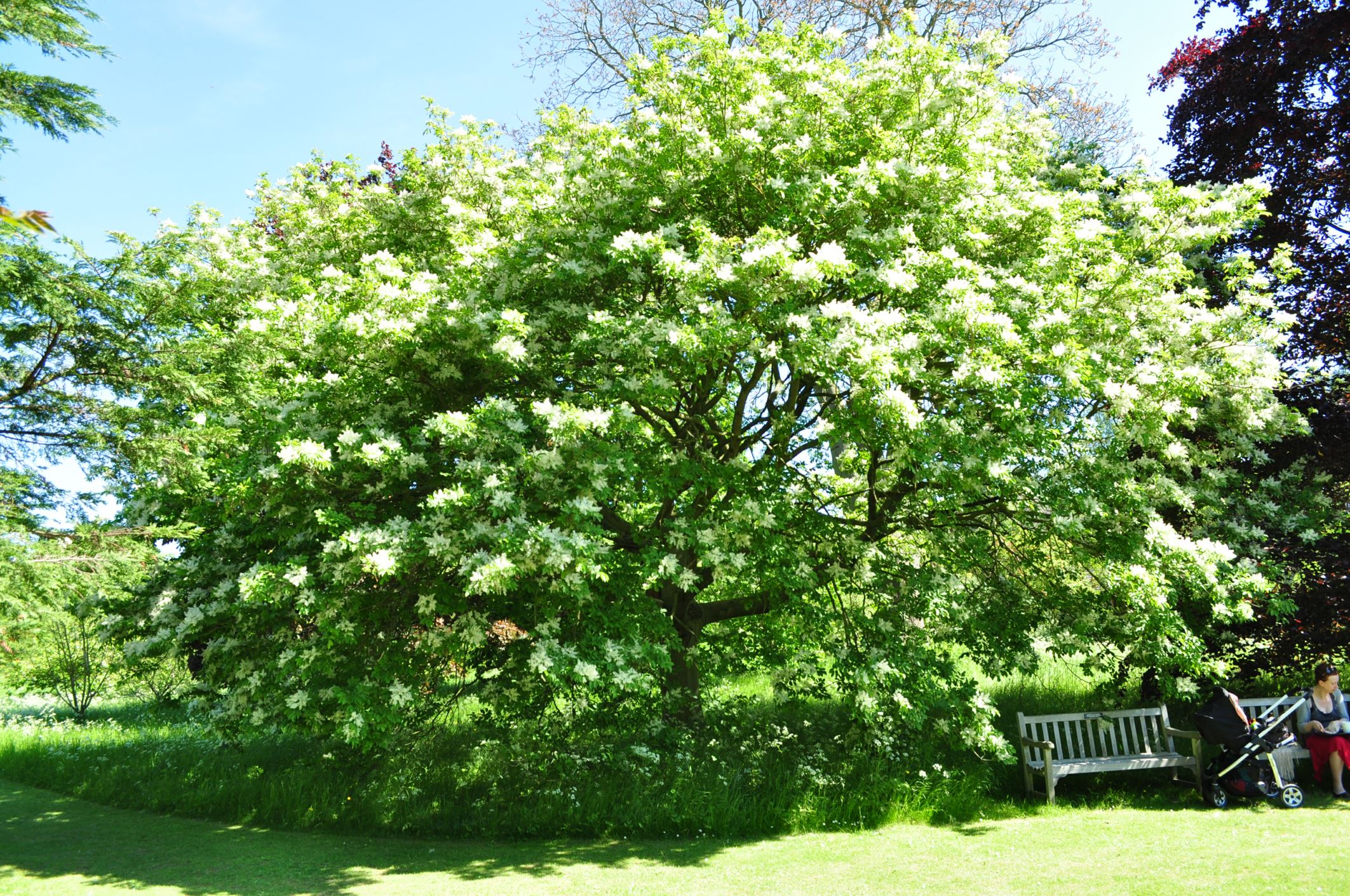 Image of Fraxinus ornus