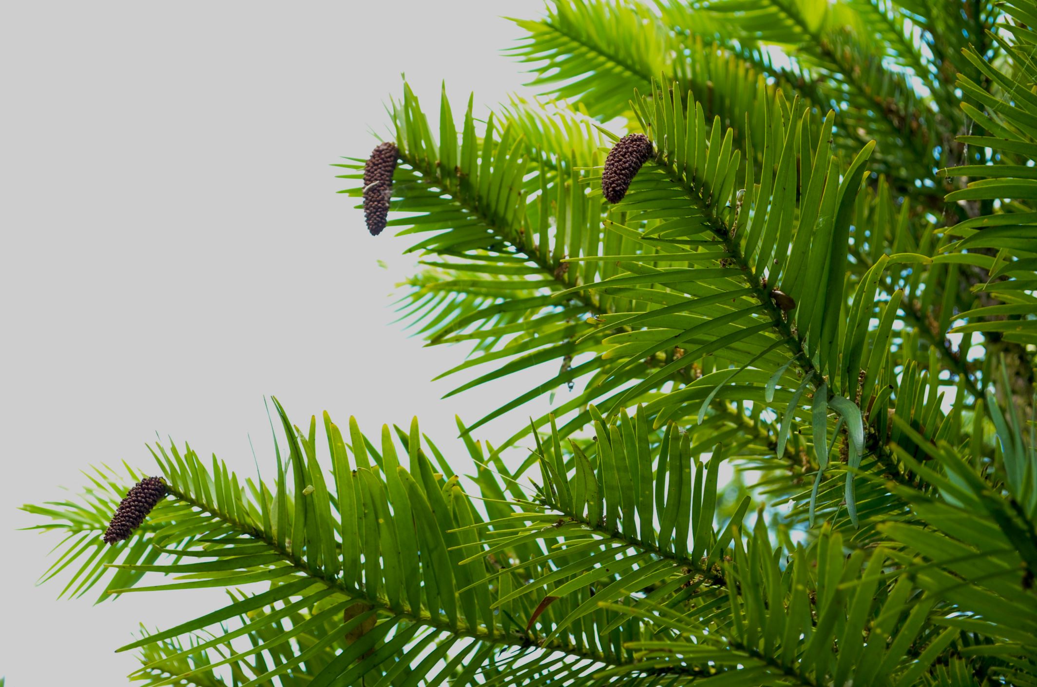 Image of Wollemia nobilis