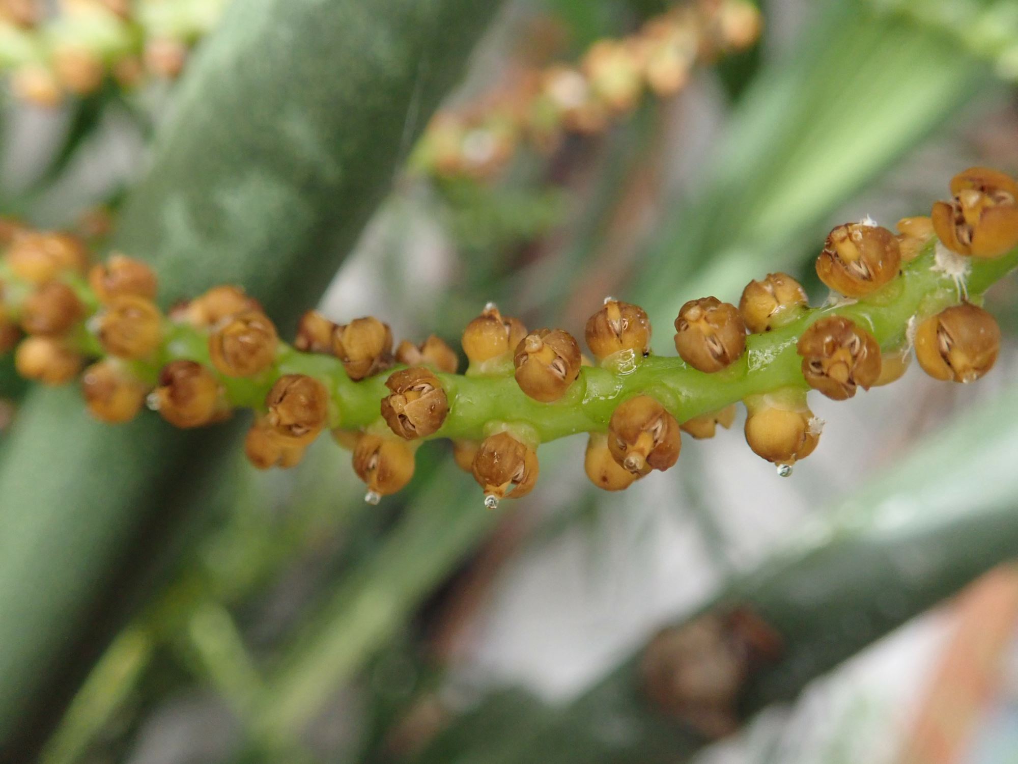 Image of Chamaedorea seifrizii