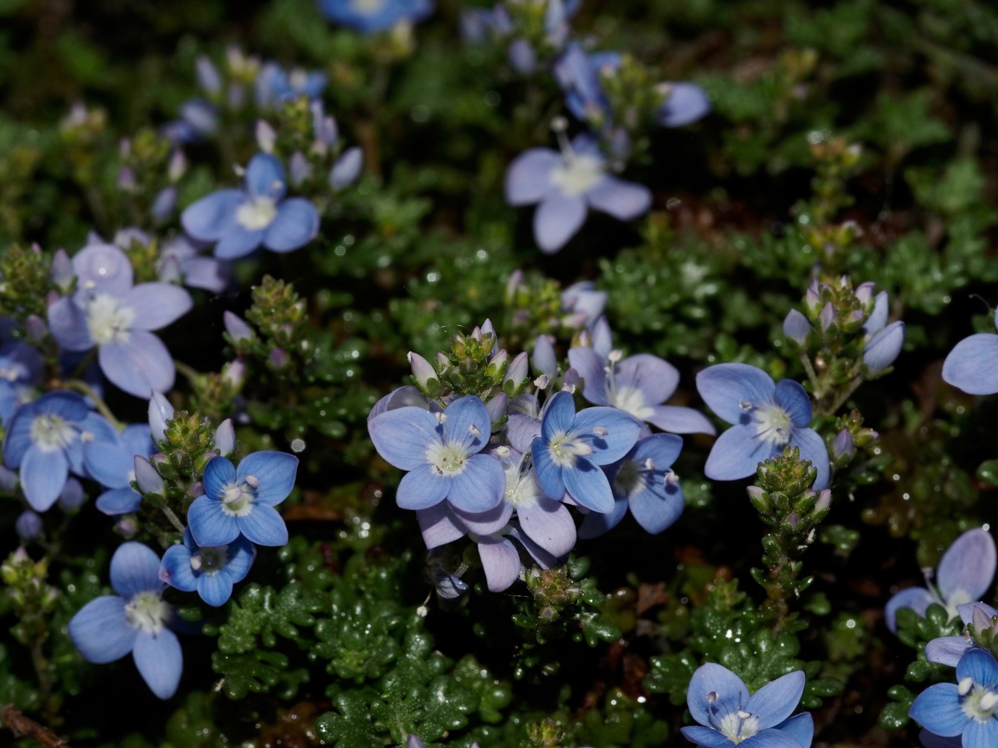 Image of Veronica oltensis