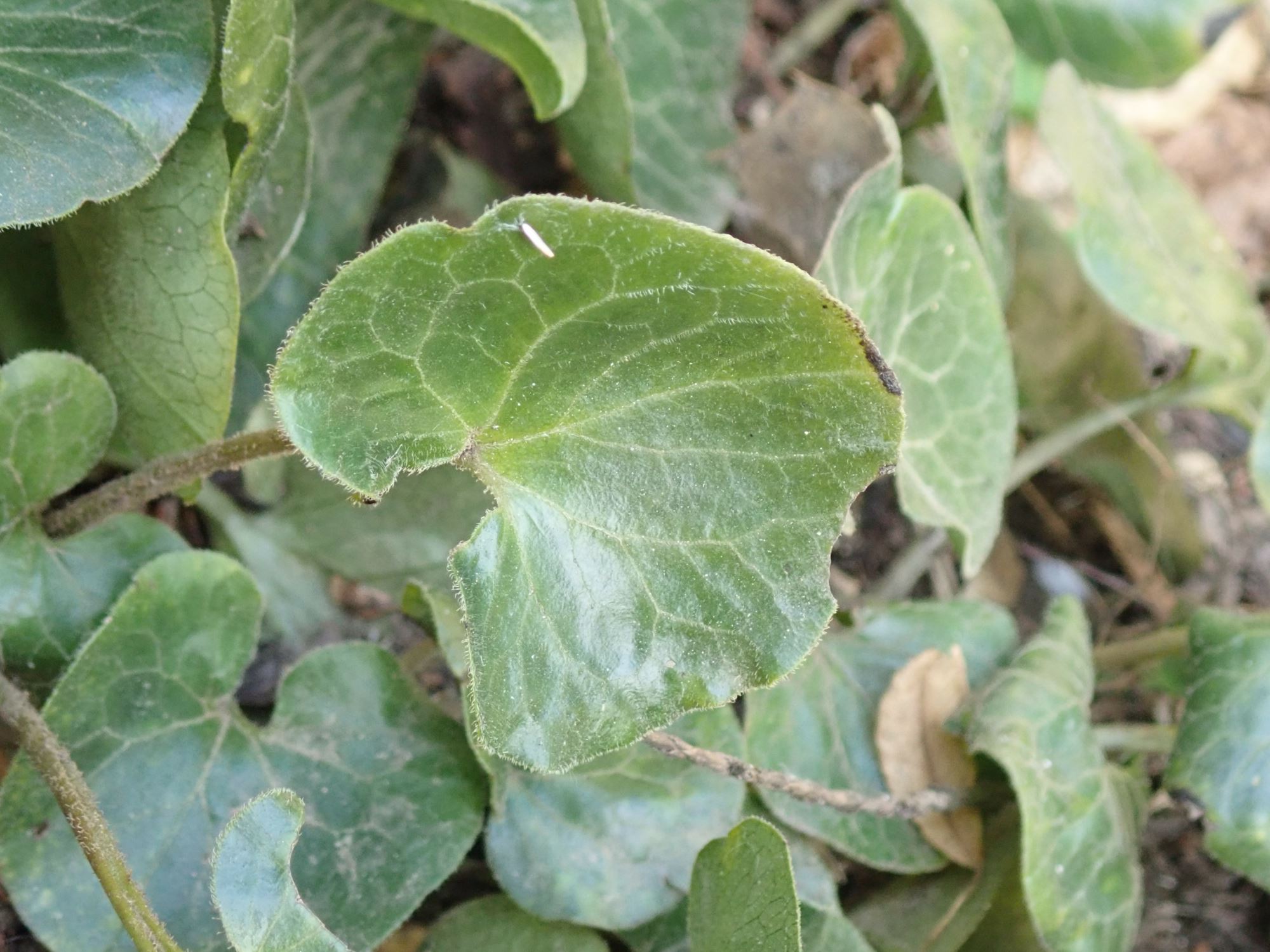Image of Asarum europaeum