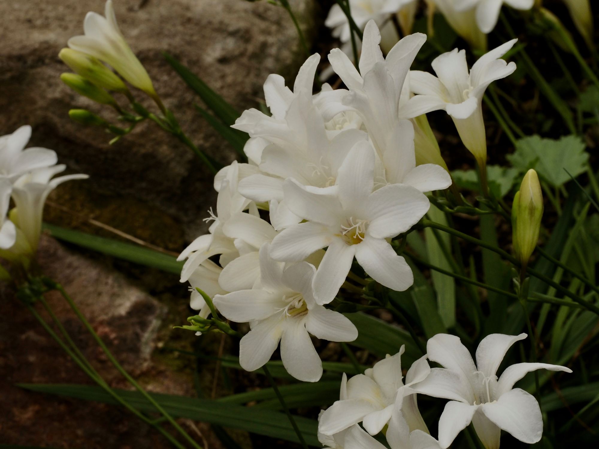 Image of Freesia leichtlinii
