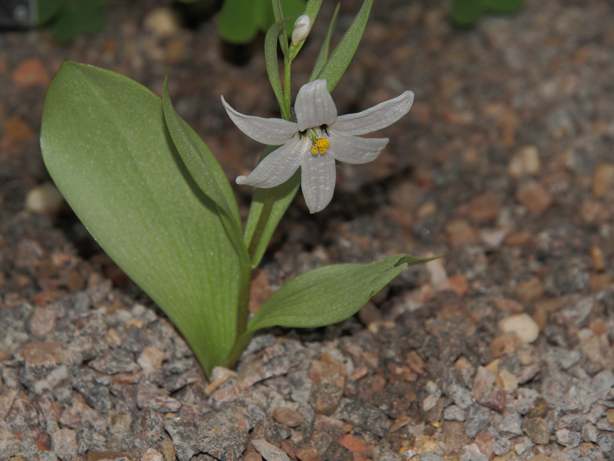 Image of Fritillaria stenanthera