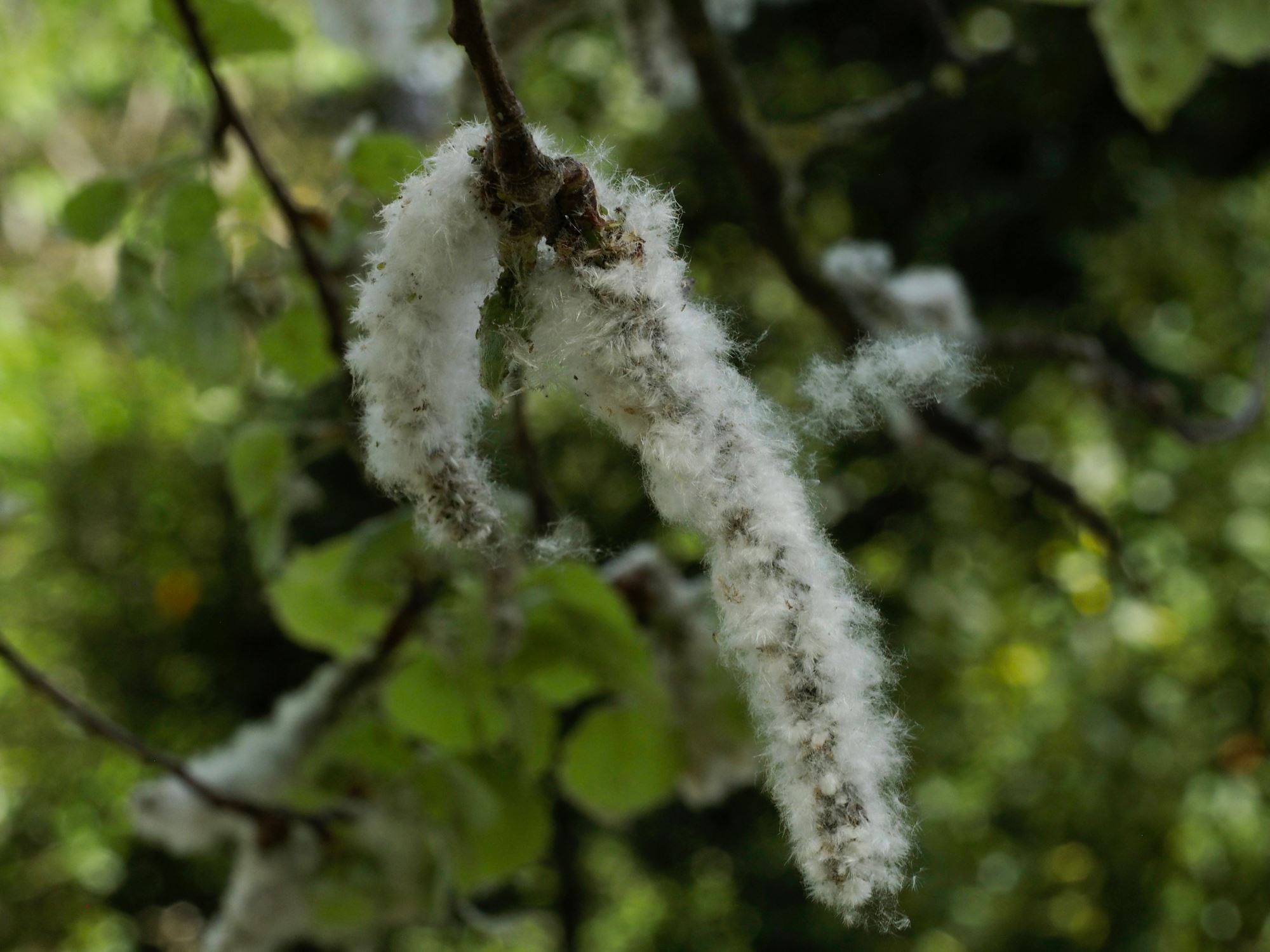 Image of Populus tremula