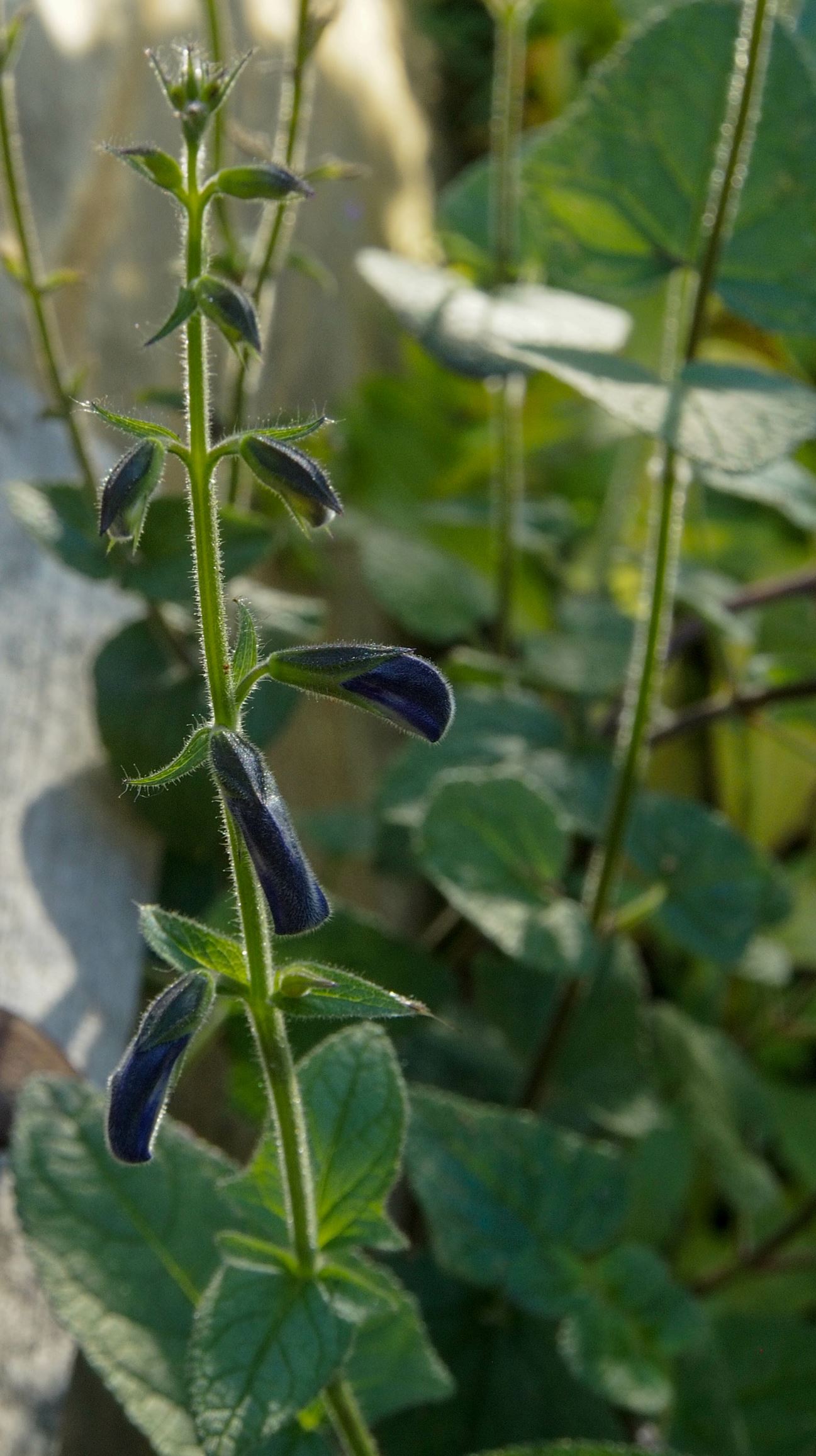 Image of Salvia patens