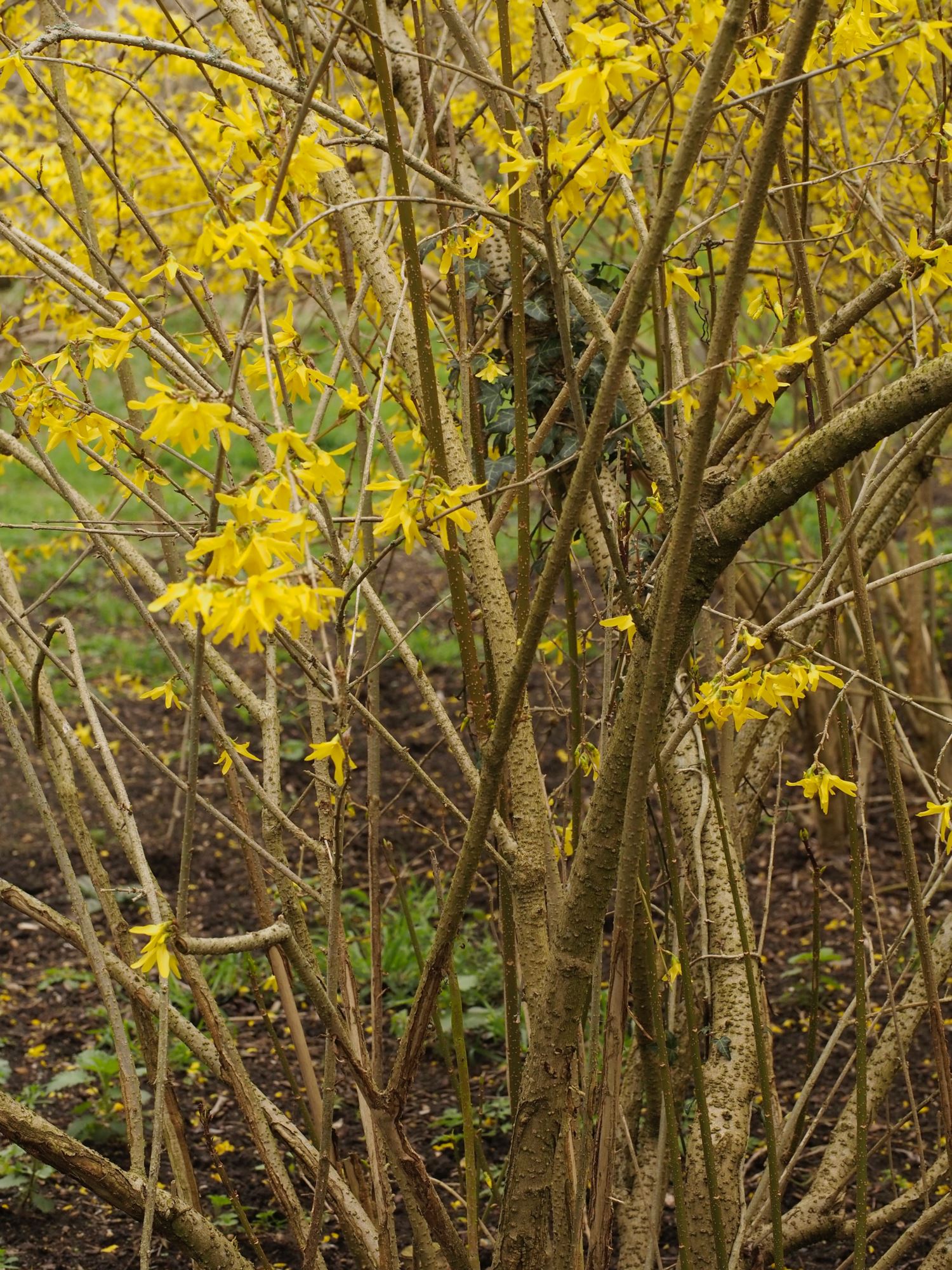 Image of Forsythia Ã— intermedia 'Spectabilis'