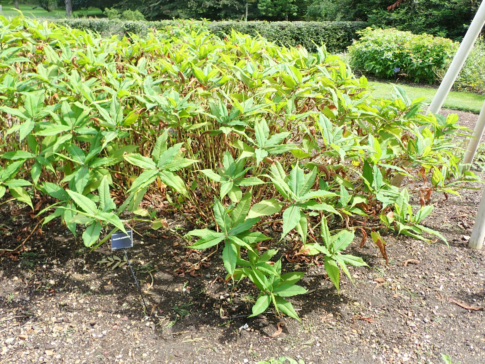 Image of Persicaria polystachya